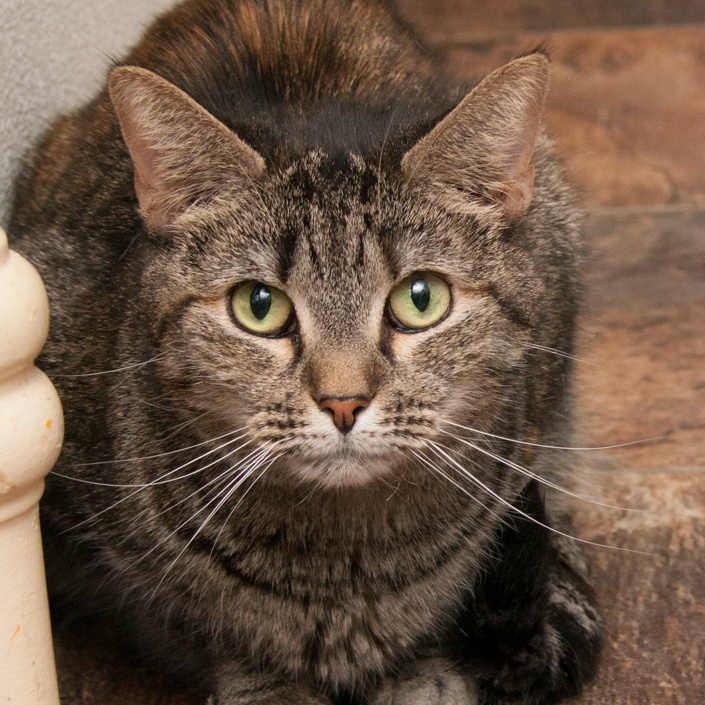 Molly, Adult Female unknown