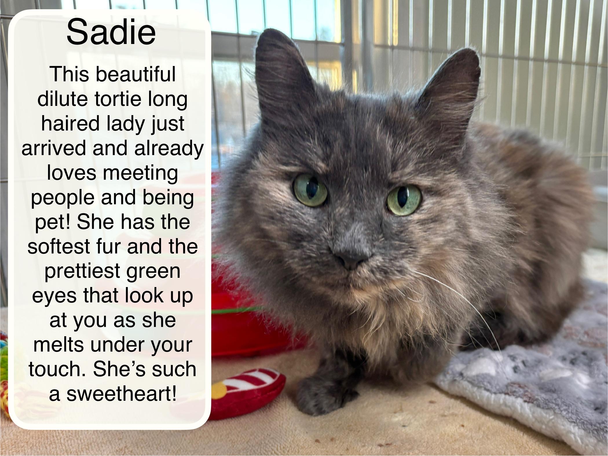 Sadie, adopted, Adult Female Domestic Long Hair.