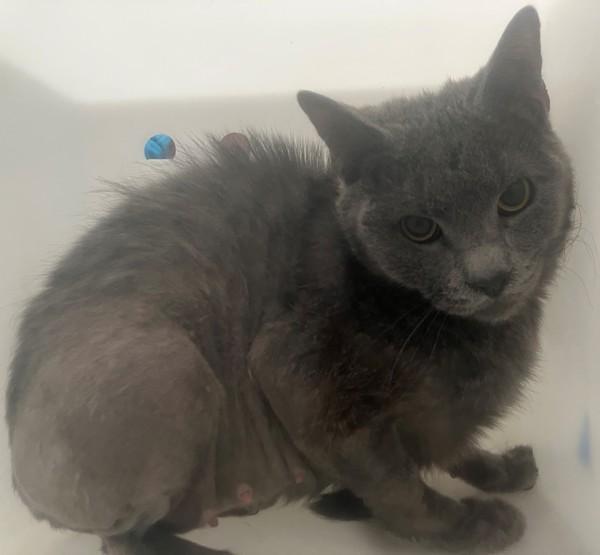 Guava, Adoptable, Adult Female Domestic Short Hair.