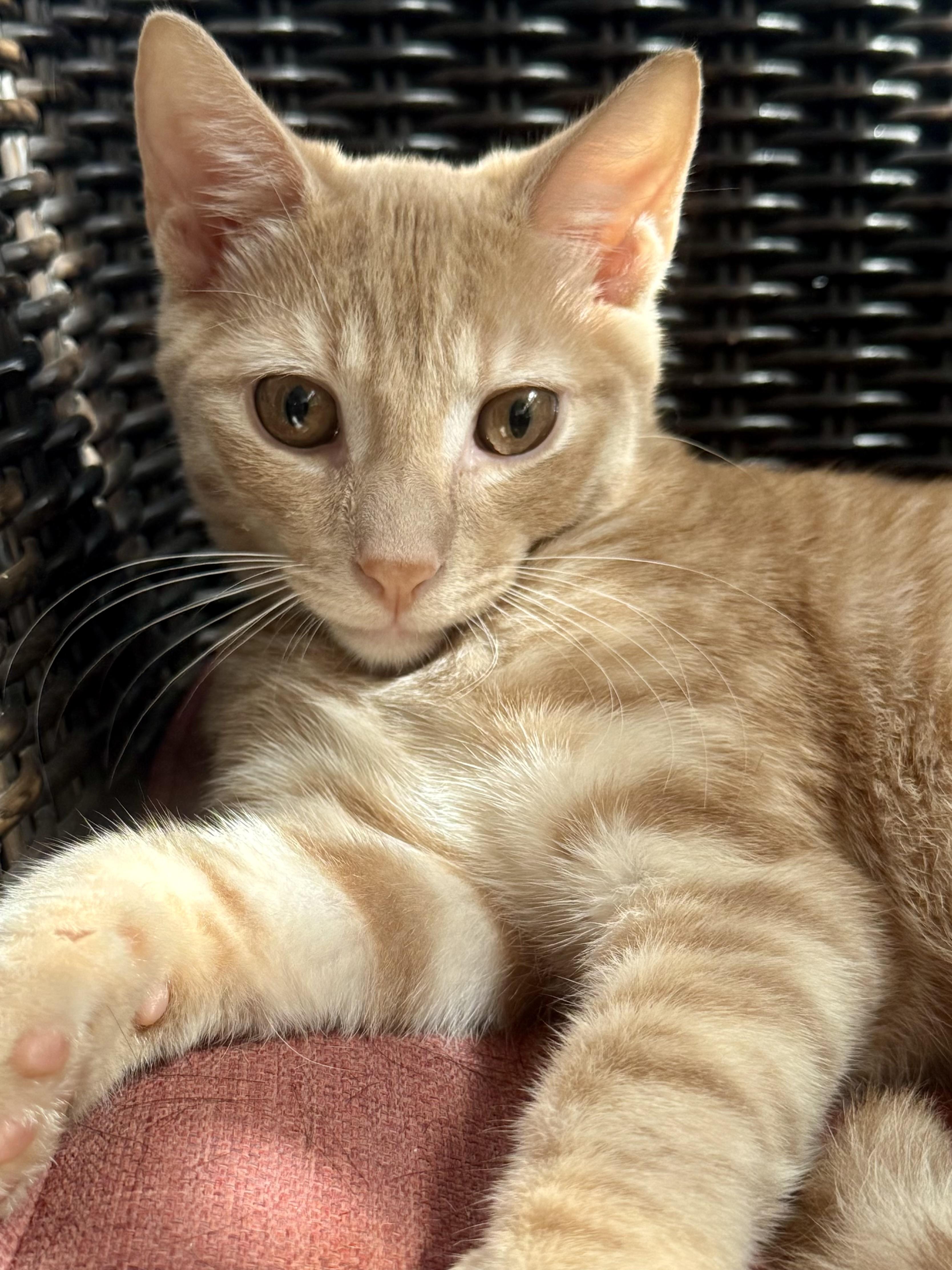 Enlarge Buttercup, a ADOPTABLE Domestic Short Hair in Monroe Township, NJ image 1/5