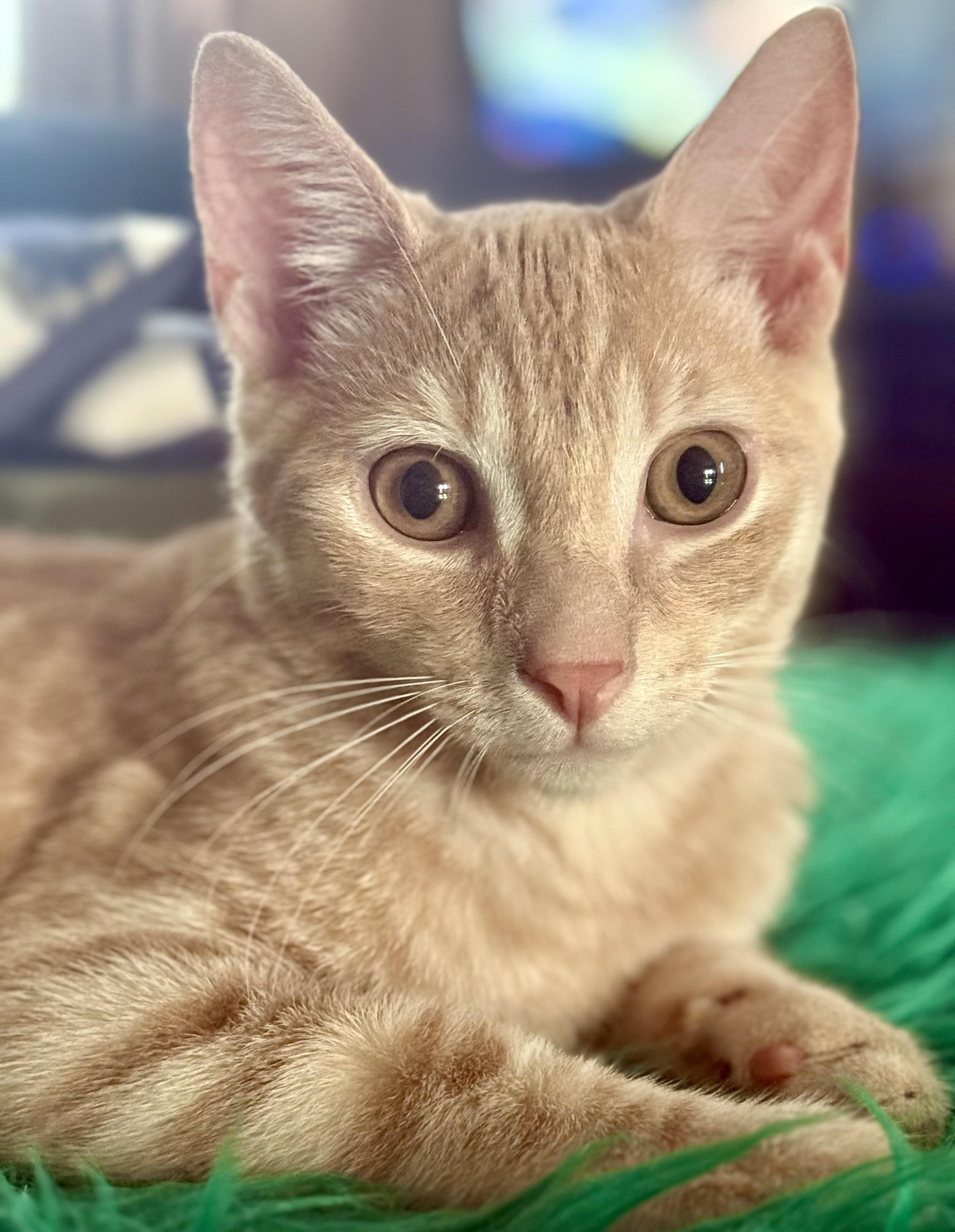 Enlarge Buttercup, a ADOPTABLE Domestic Short Hair in Monroe Township, NJ image 3/5