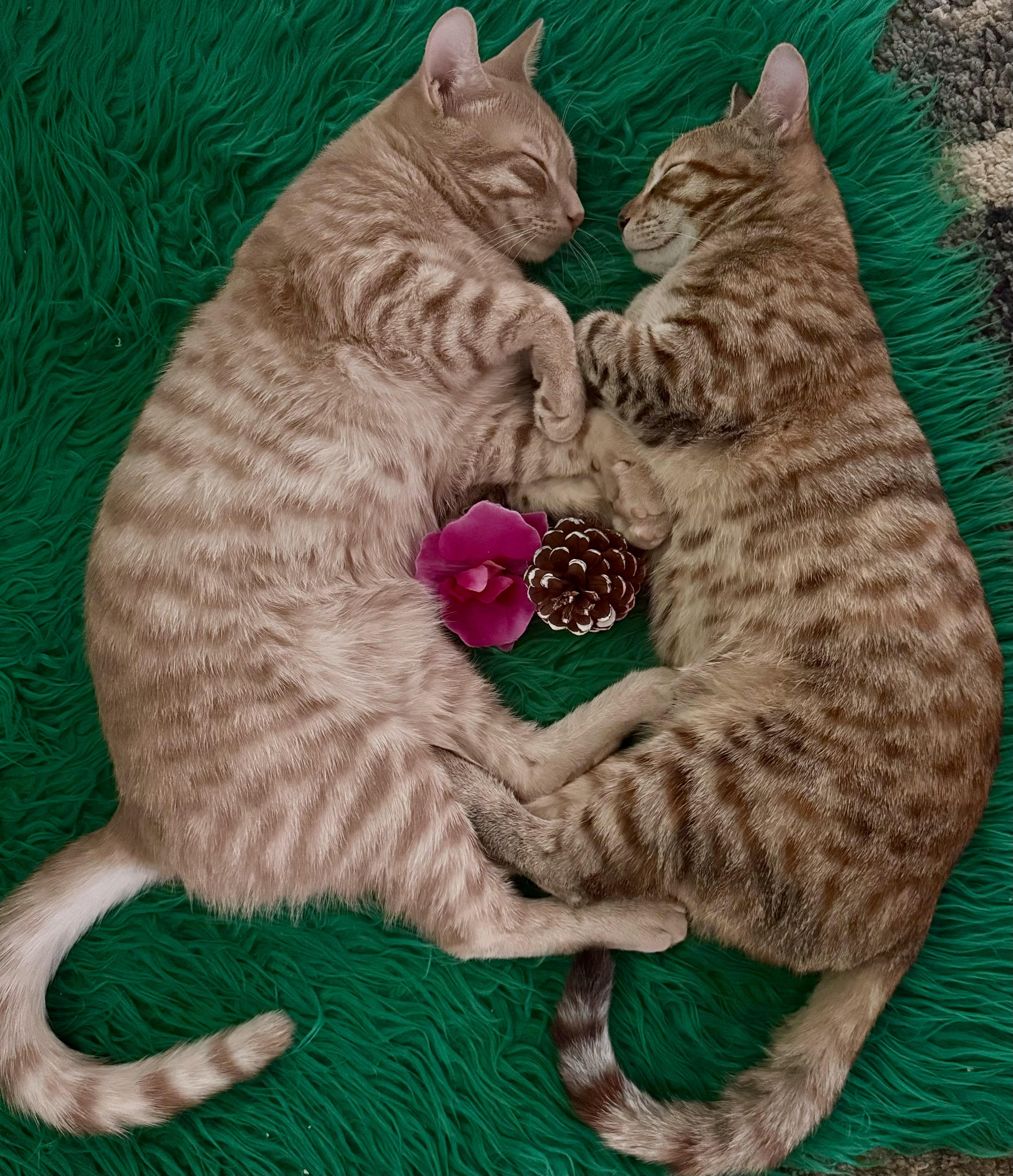 Enlarge Buttercup, a ADOPTABLE Domestic Short Hair in Monroe Township, NJ image 5/5