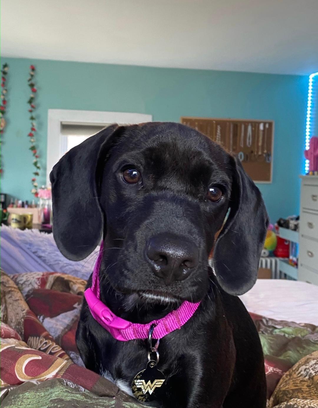 Enlarge Pepper, a Adoptable mixed breed in Montclair, NJ image 1/4