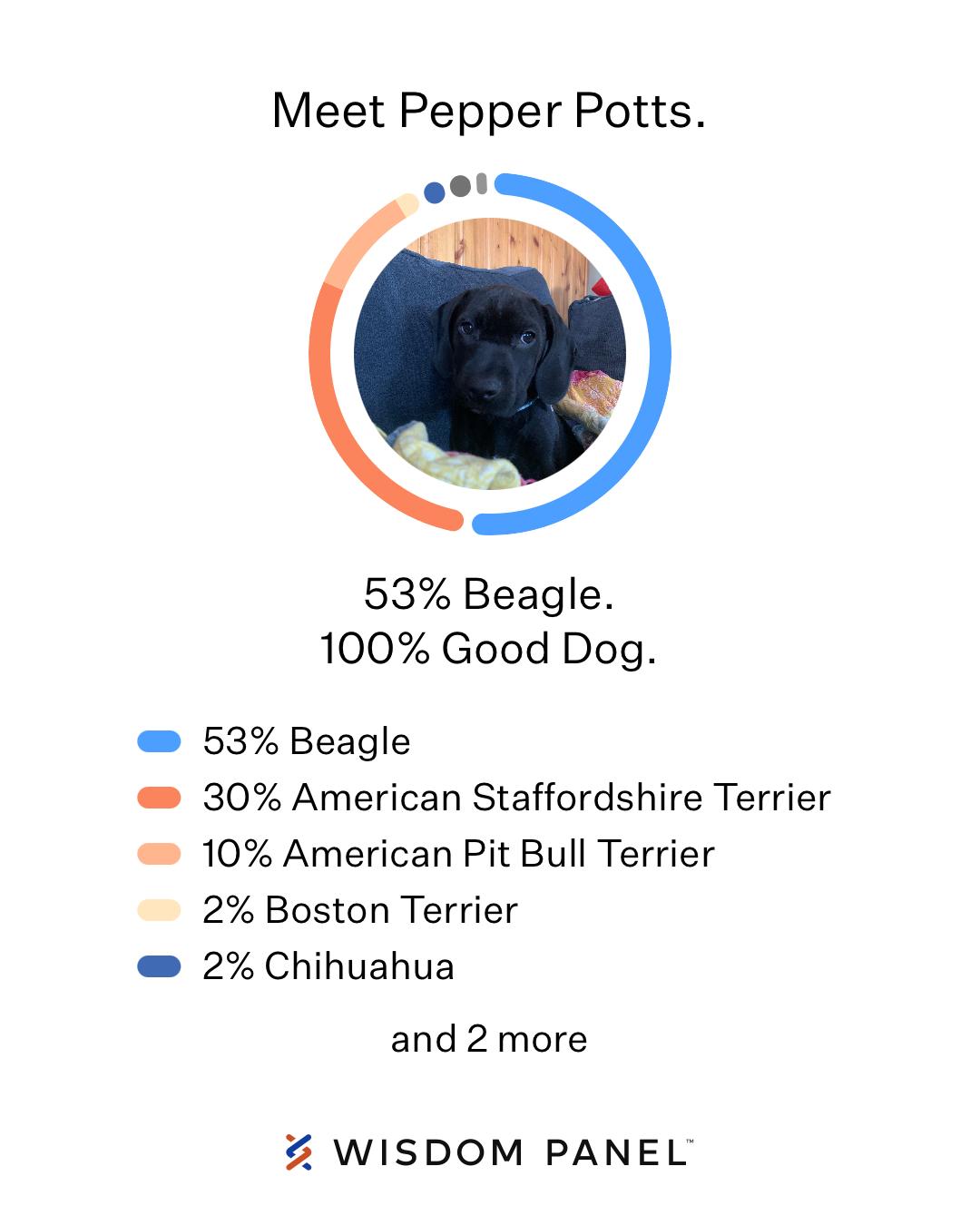Enlarge Pepper, a Adoptable mixed breed in Montclair, NJ image 2/4