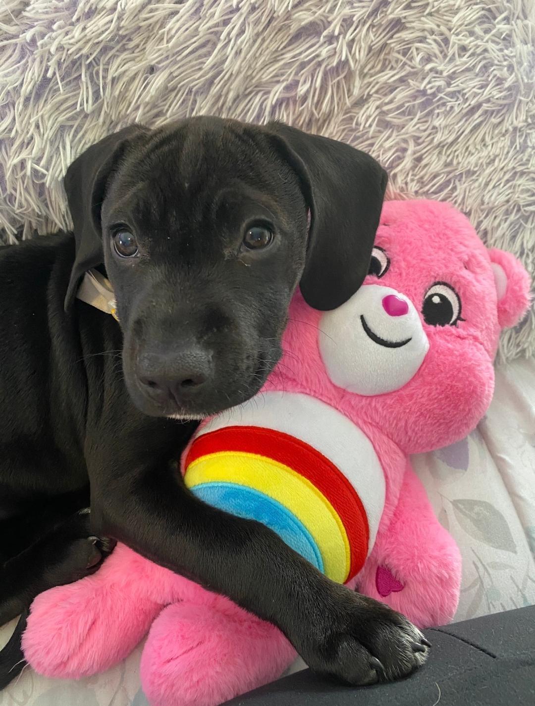 Enlarge Pepper, a Adoptable mixed breed in Montclair, NJ image 3/4