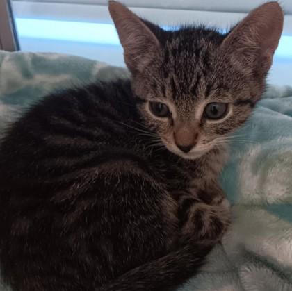 Jack, Baby Male Domestic Short Hair