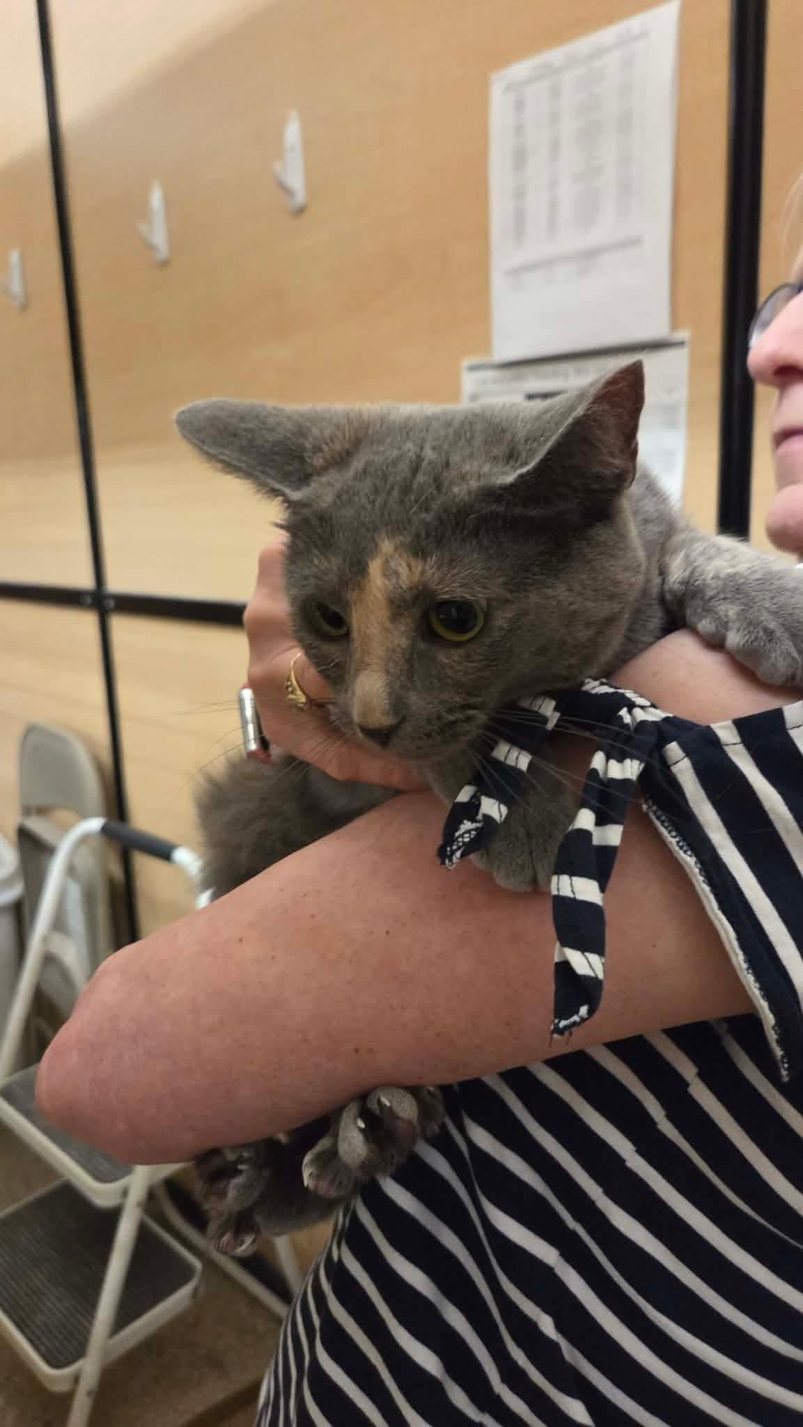 Mosaic, an adopted mixed breed in Gladstone, OR image 3/3