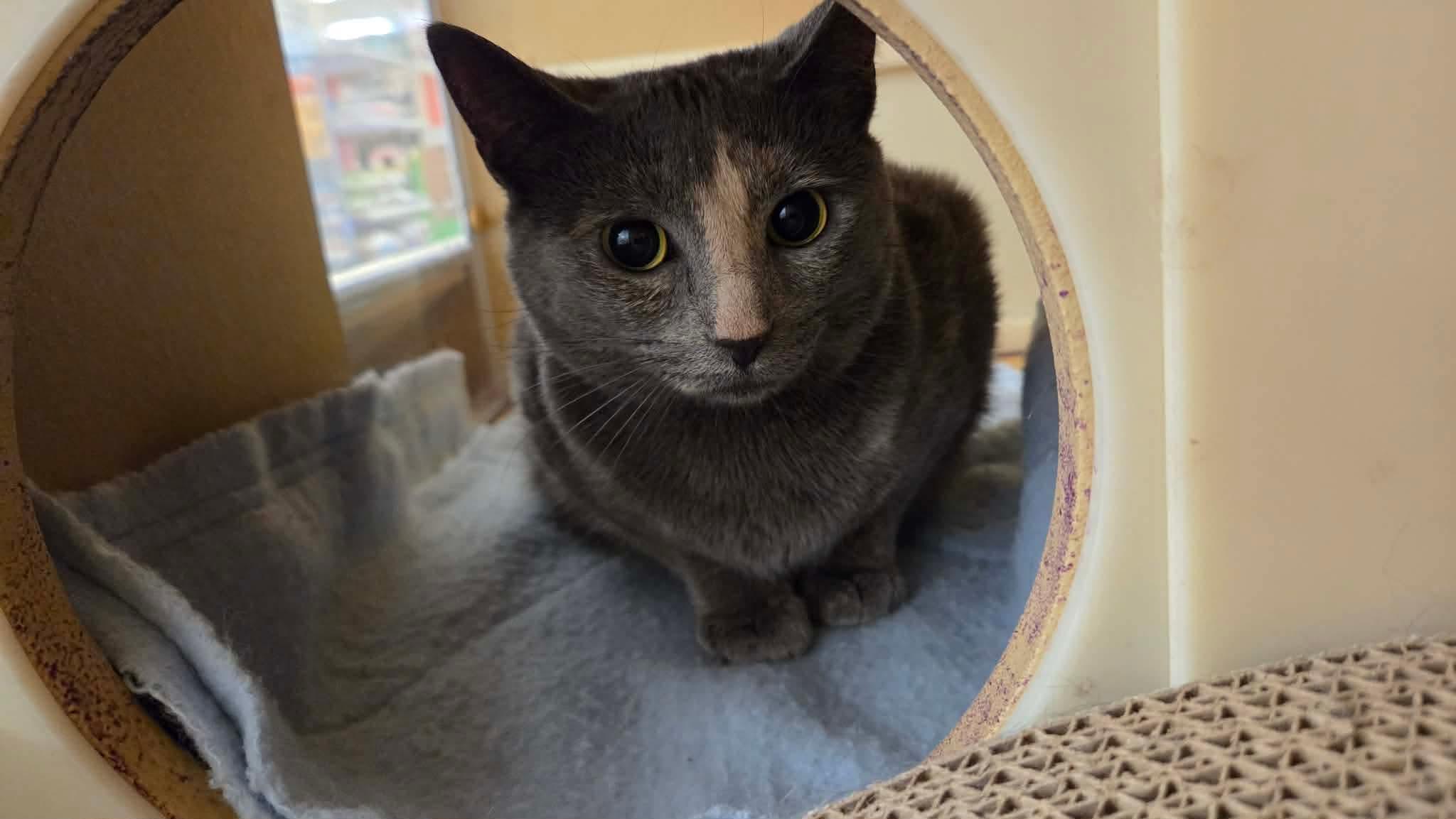 Mosaic, an adopted mixed breed in Gladstone, OR image 1/3