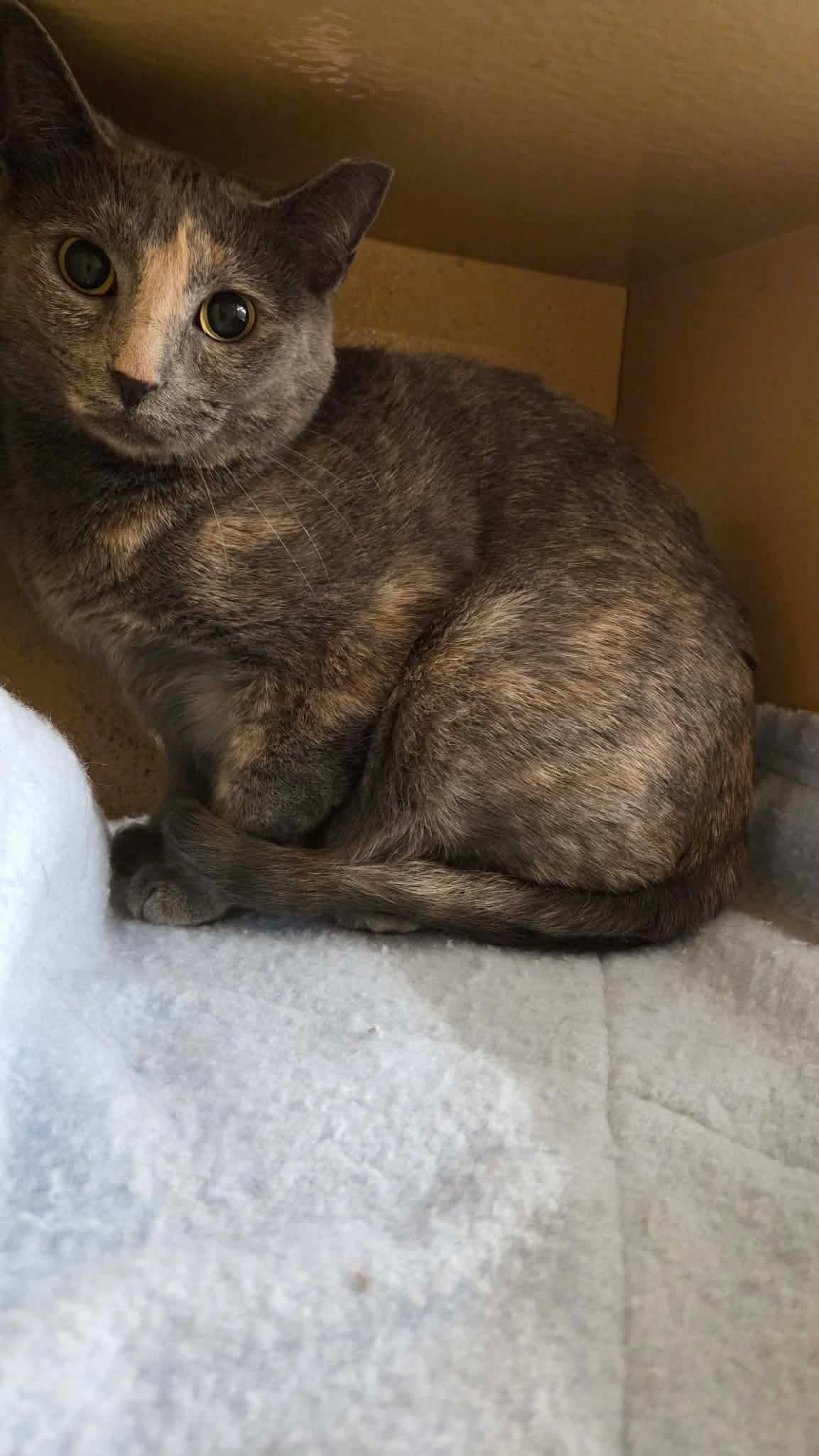Mosaic, an adopted mixed breed in Gladstone, OR image 2/3
