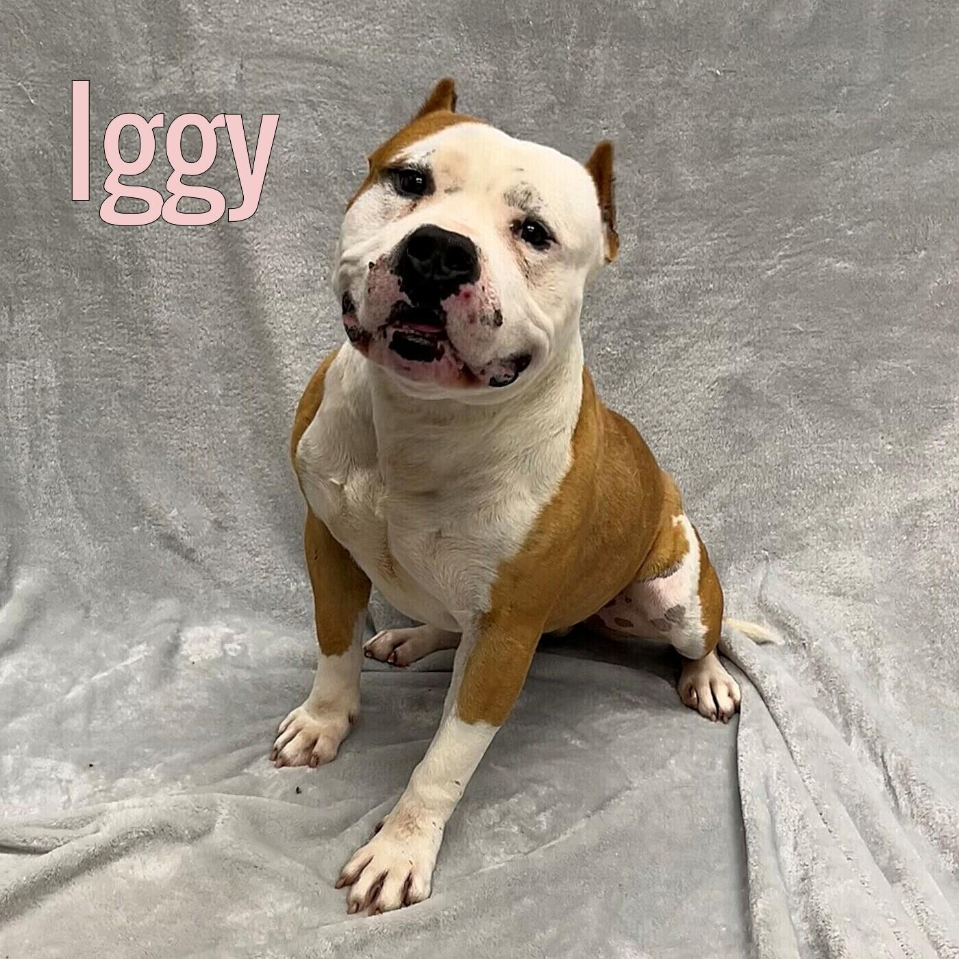 Iggy, ADOPTABLE, Adult Male American Bully.