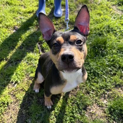 Sushi, Adoptable, Adult Female Miniature Pinscher & Mixed Breed.