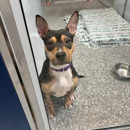Enlarge Sushi, a Adoptable mixed breed in Voorhees, NJ image 2/2