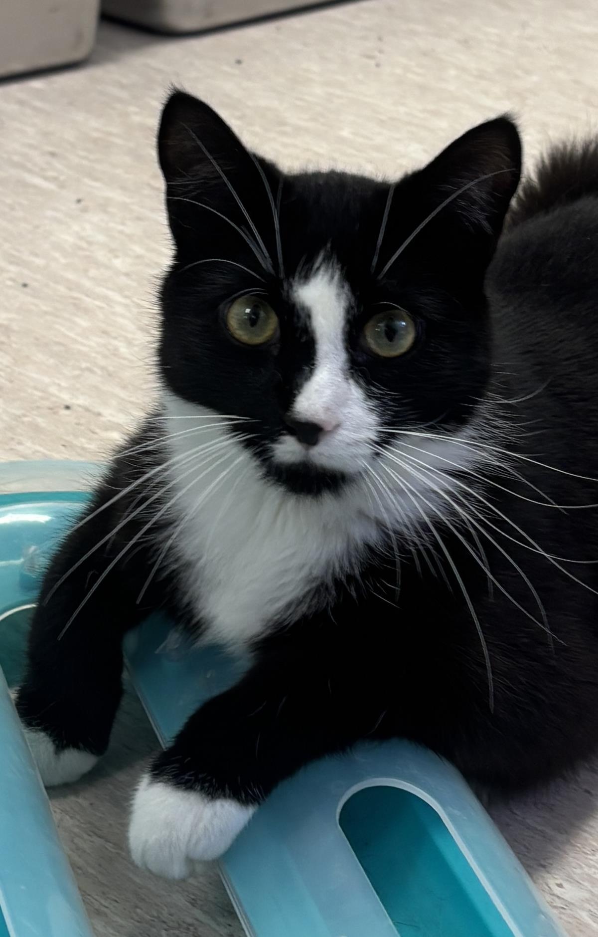 Cannonball, Adoptable, Young Male Domestic Short Hair.