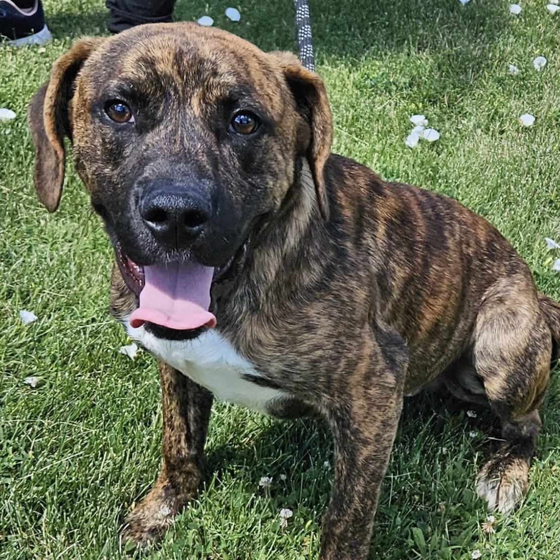 Winston, adoptable, Puppy Male Hound.