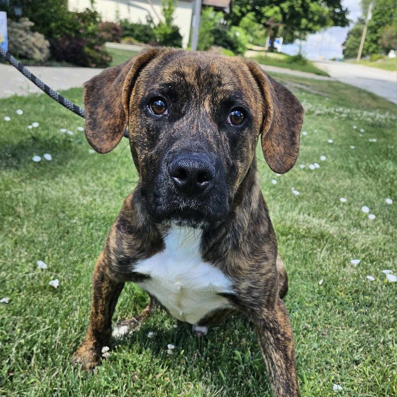 Enlarge Winston, an adoptable Hound in Hoopeston, IL image 2/3