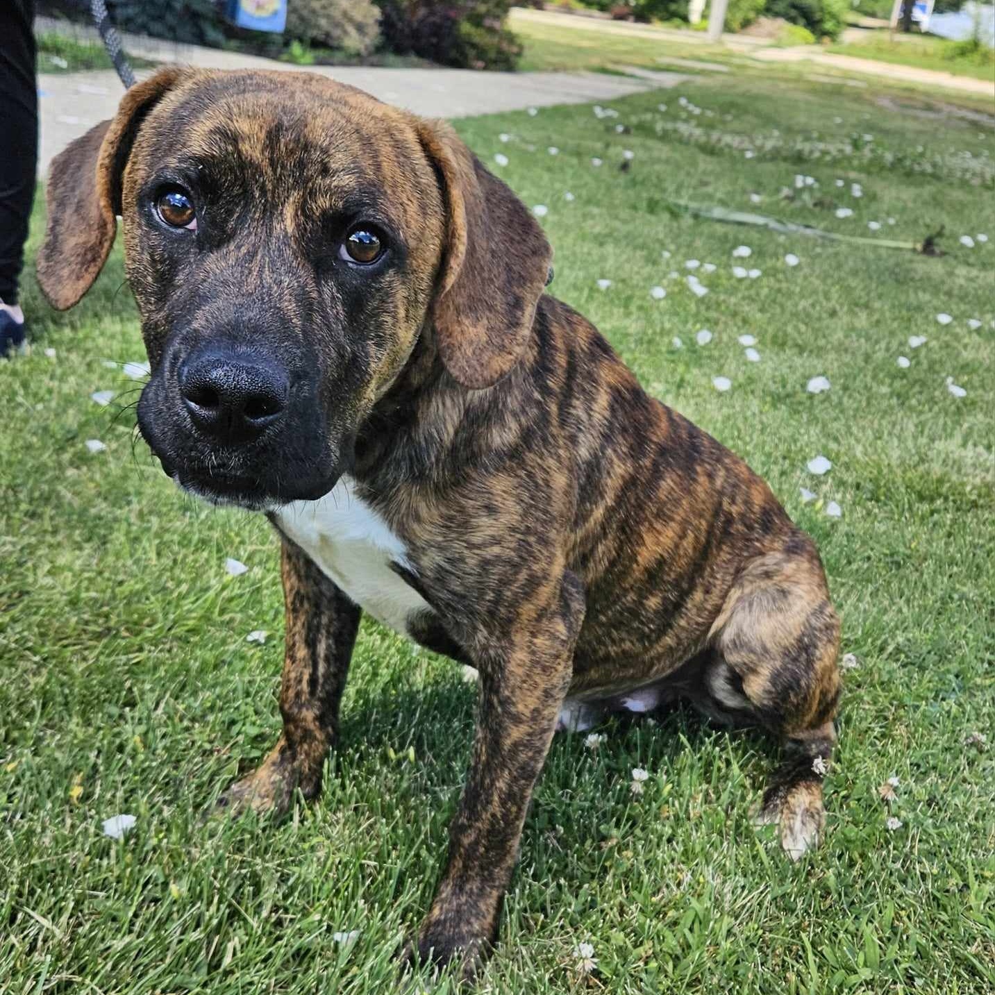 Enlarge Winston, an adoptable Hound in Hoopeston, IL image 3/3