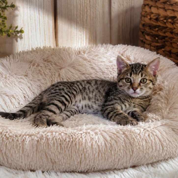 Princess Vivi, ADOPTABLE, Young Female Domestic Short Hair.