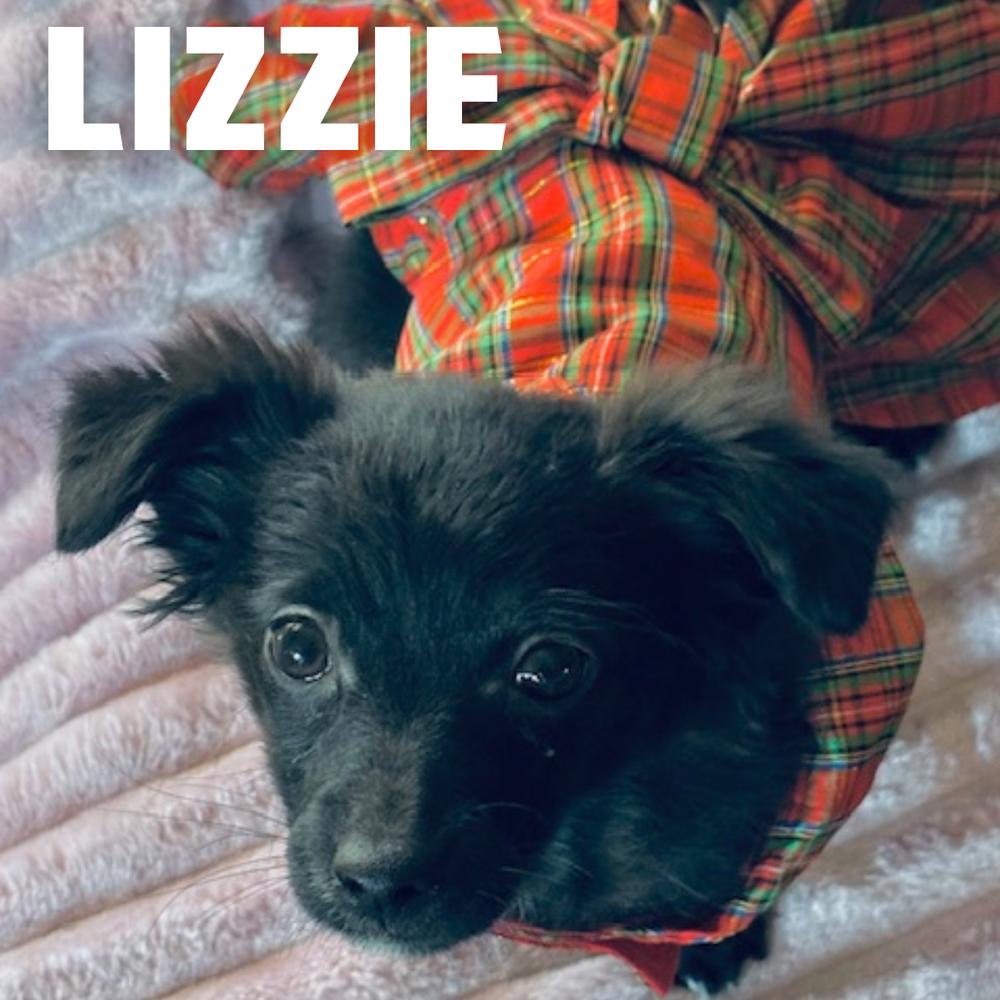 Lizzie thumbnail 5