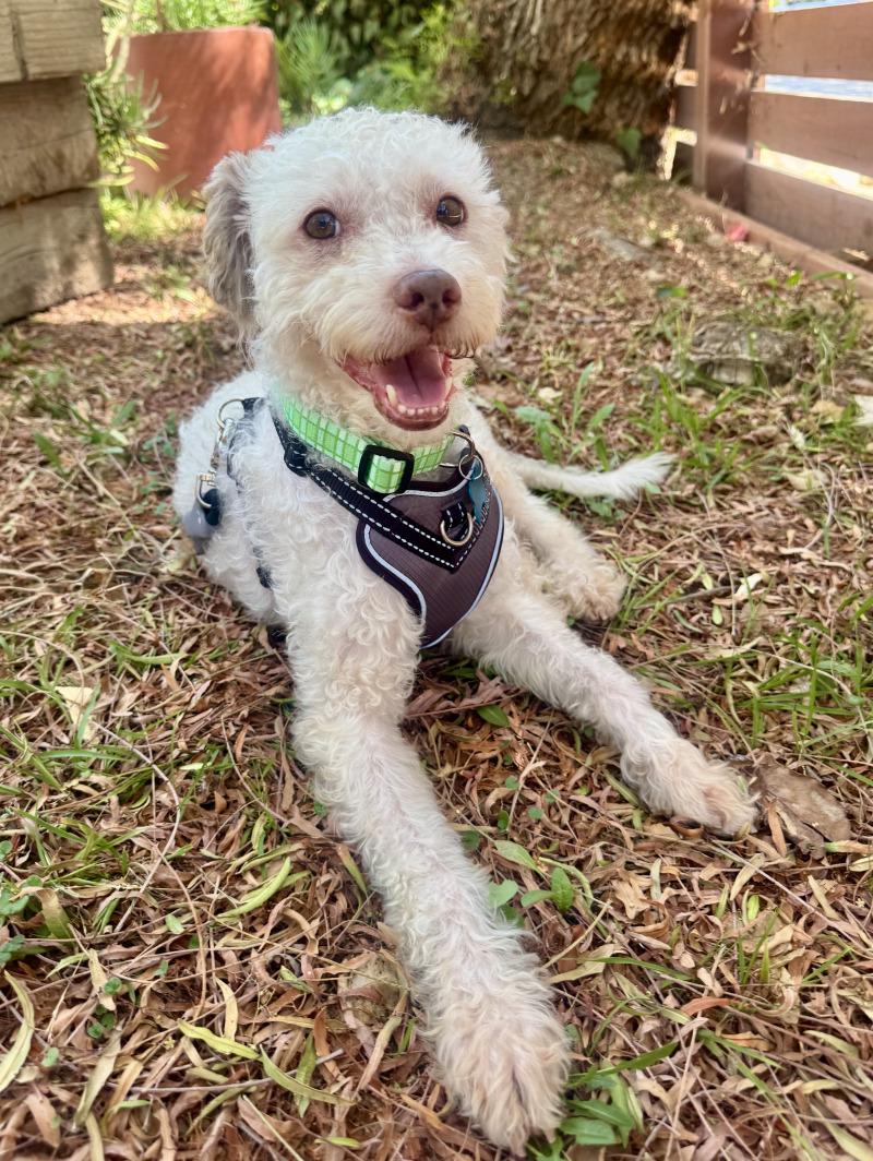 Harry, Adoptable, Adult Male Poodle.