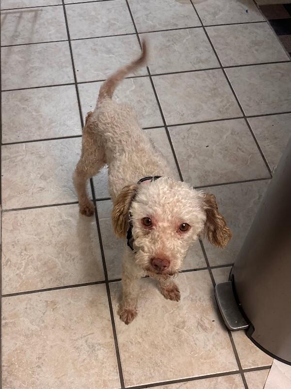 Enlarge Harry, a Adoptable Poodle in Valley Village, CA image 2/5