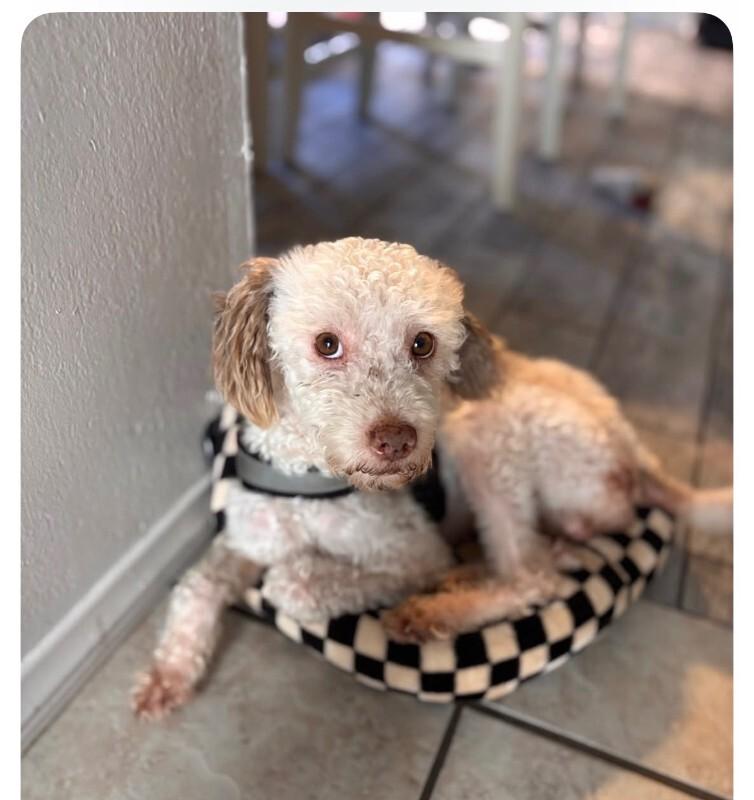 Enlarge Harry, a Adoptable Poodle in Valley Village, CA image 3/5