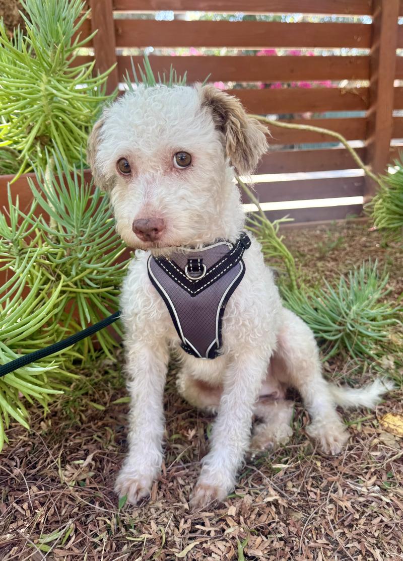 Enlarge Harry, a Adoptable Poodle in Valley Village, CA image 4/5