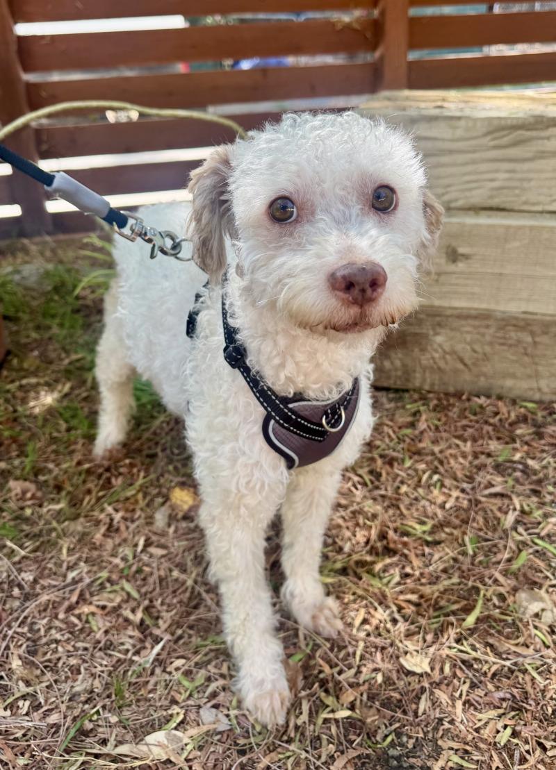 Enlarge Harry, a Adoptable Poodle in Valley Village, CA image 5/5