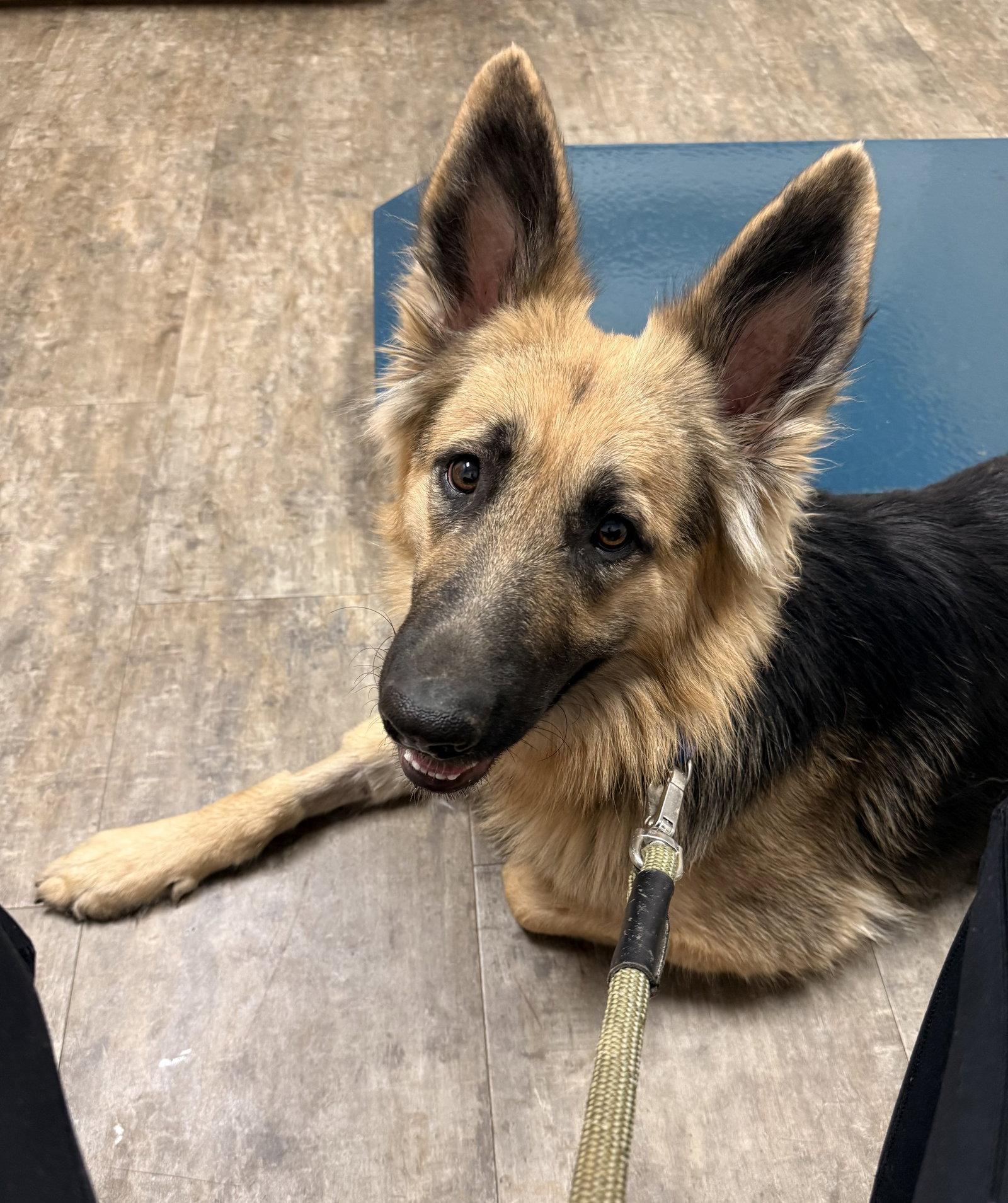 Enlarge Ava, a Adopted German Shepherd Dog in Nashville, TN image 1/1