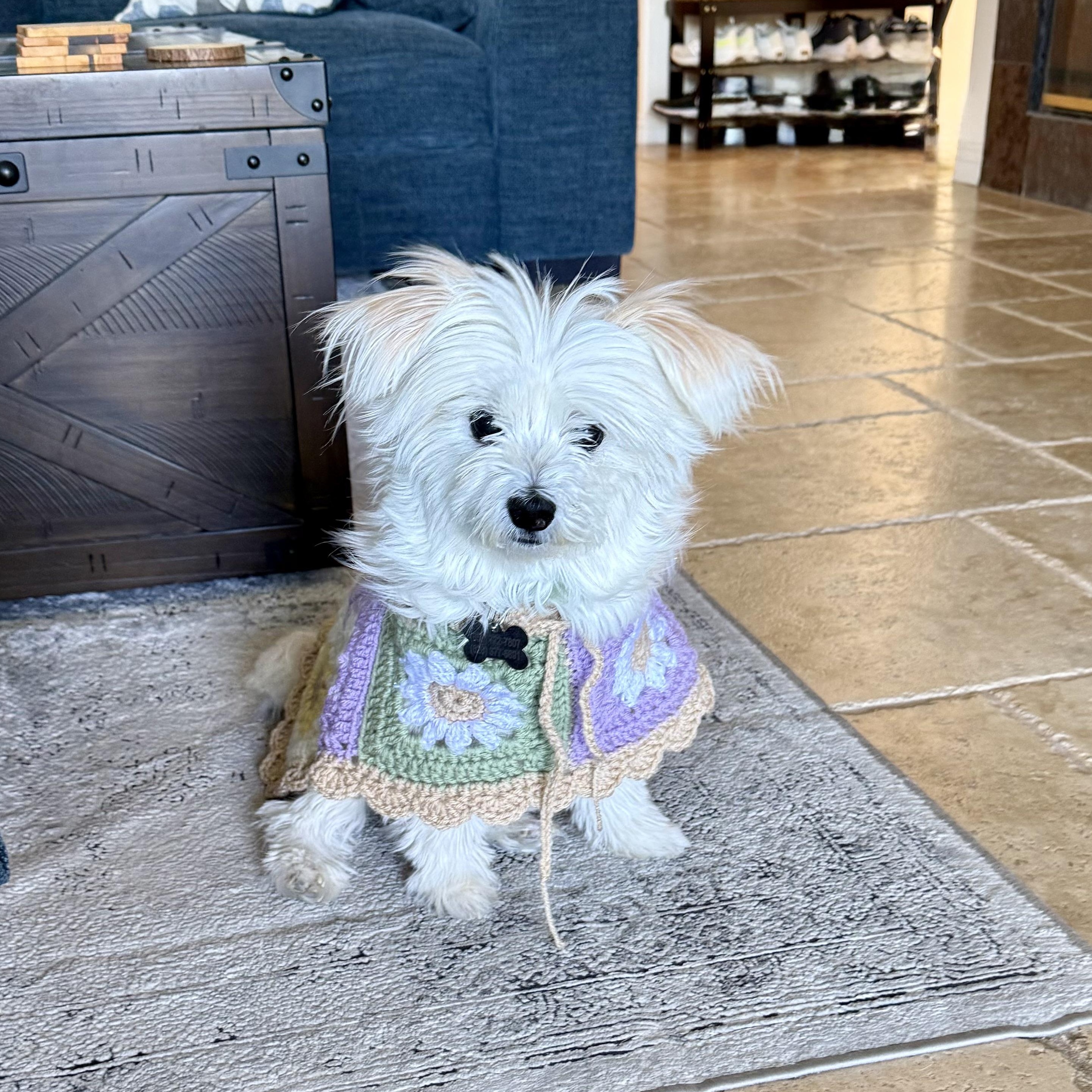 Enlarge Ellie, a ADOPTABLE mixed breed in Orange, CA image 1/6