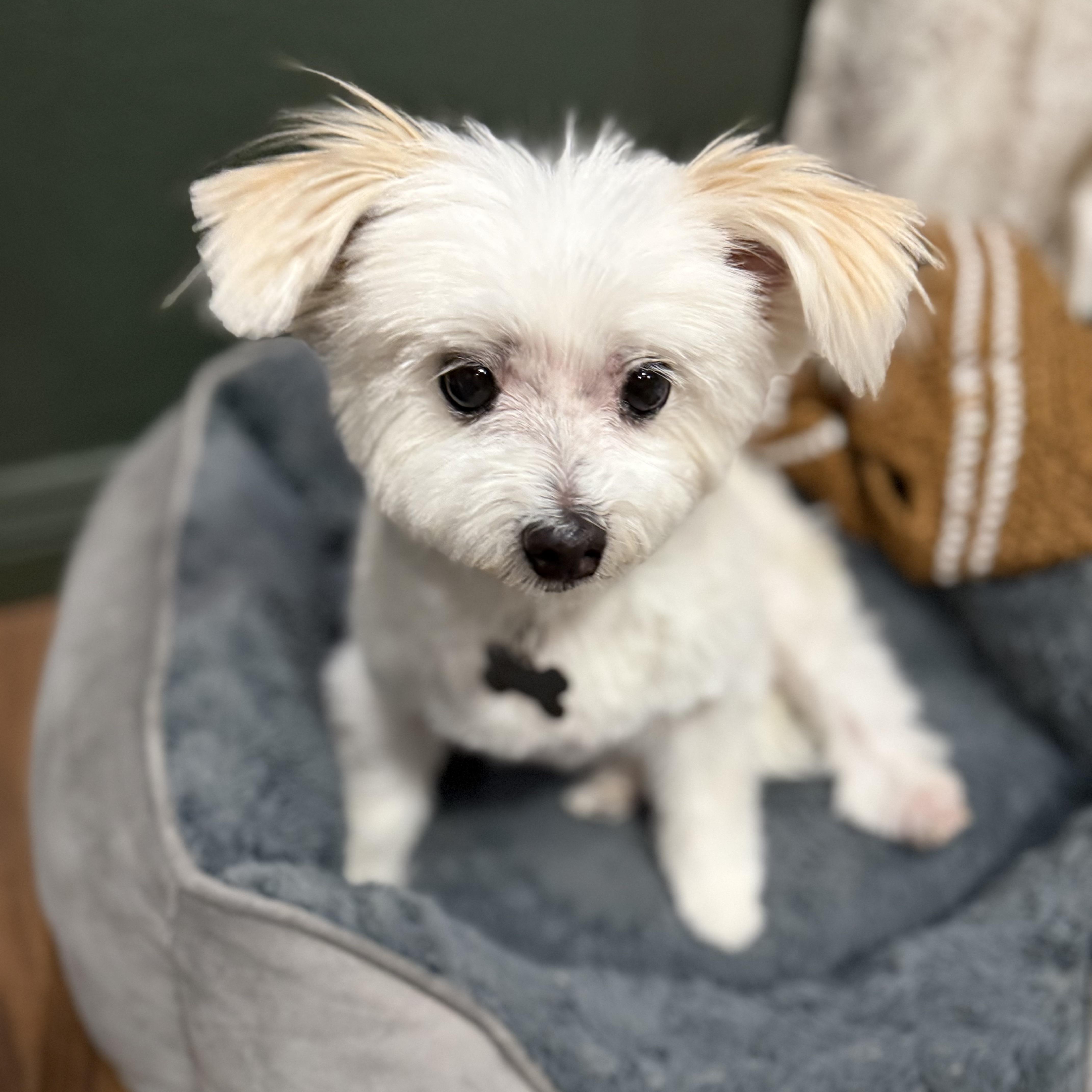 Ellie, ADOPTABLE, Senior Female Maltese.