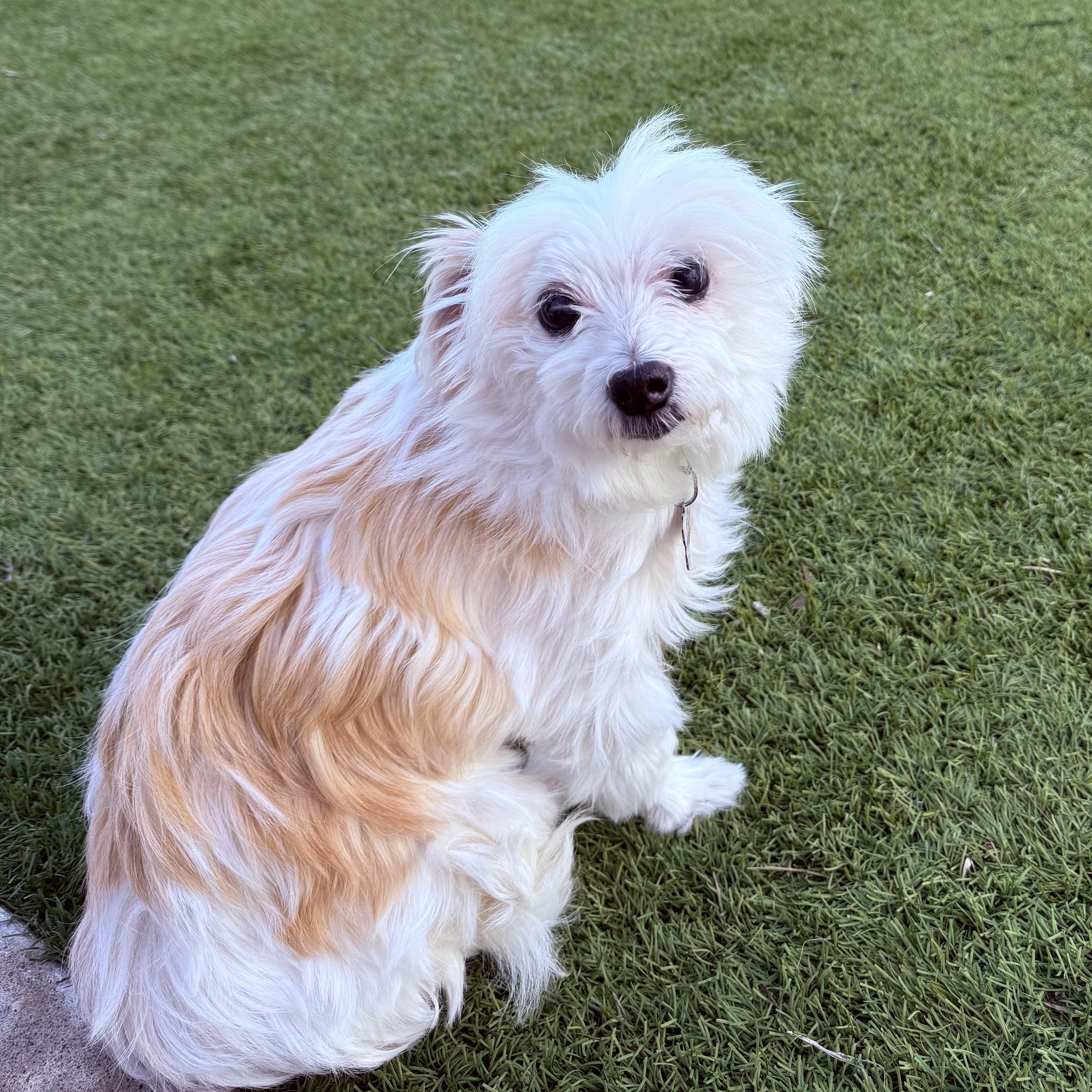 Enlarge Ellie, a ADOPTABLE mixed breed in Orange, CA image 5/6