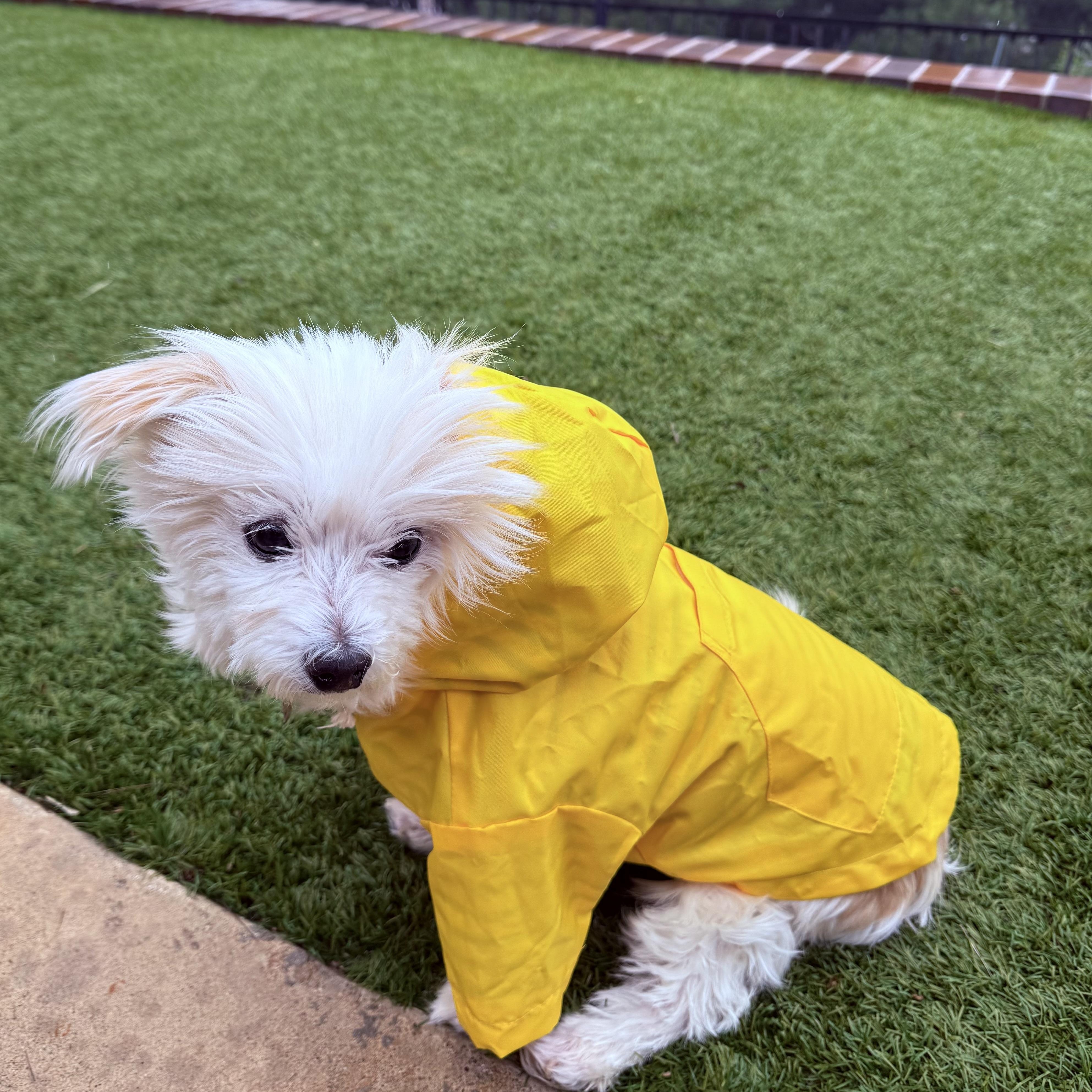 Enlarge Ellie, a ADOPTABLE mixed breed in Orange, CA image 3/6