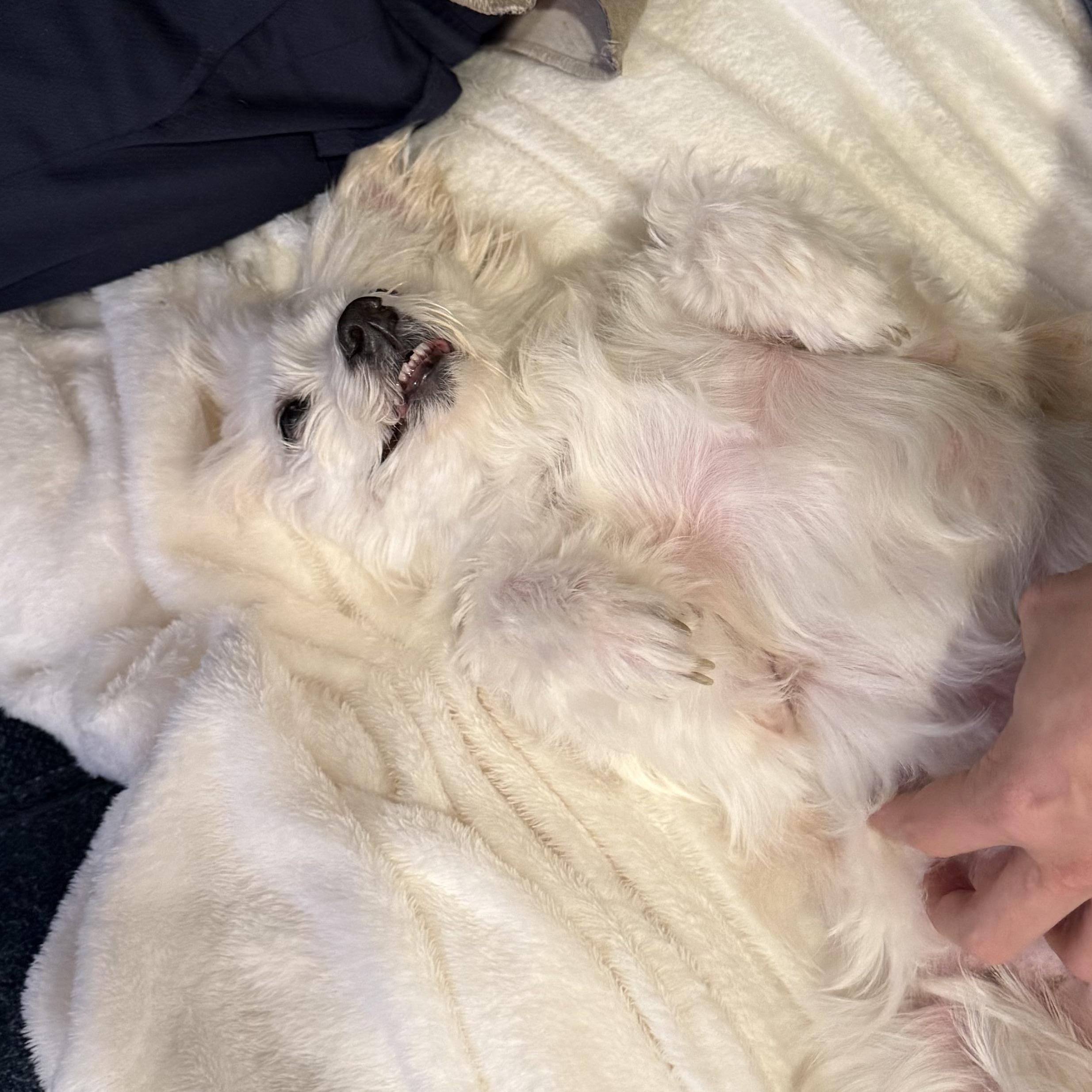 Enlarge Ellie, a ADOPTABLE mixed breed in Orange, CA image 4/6