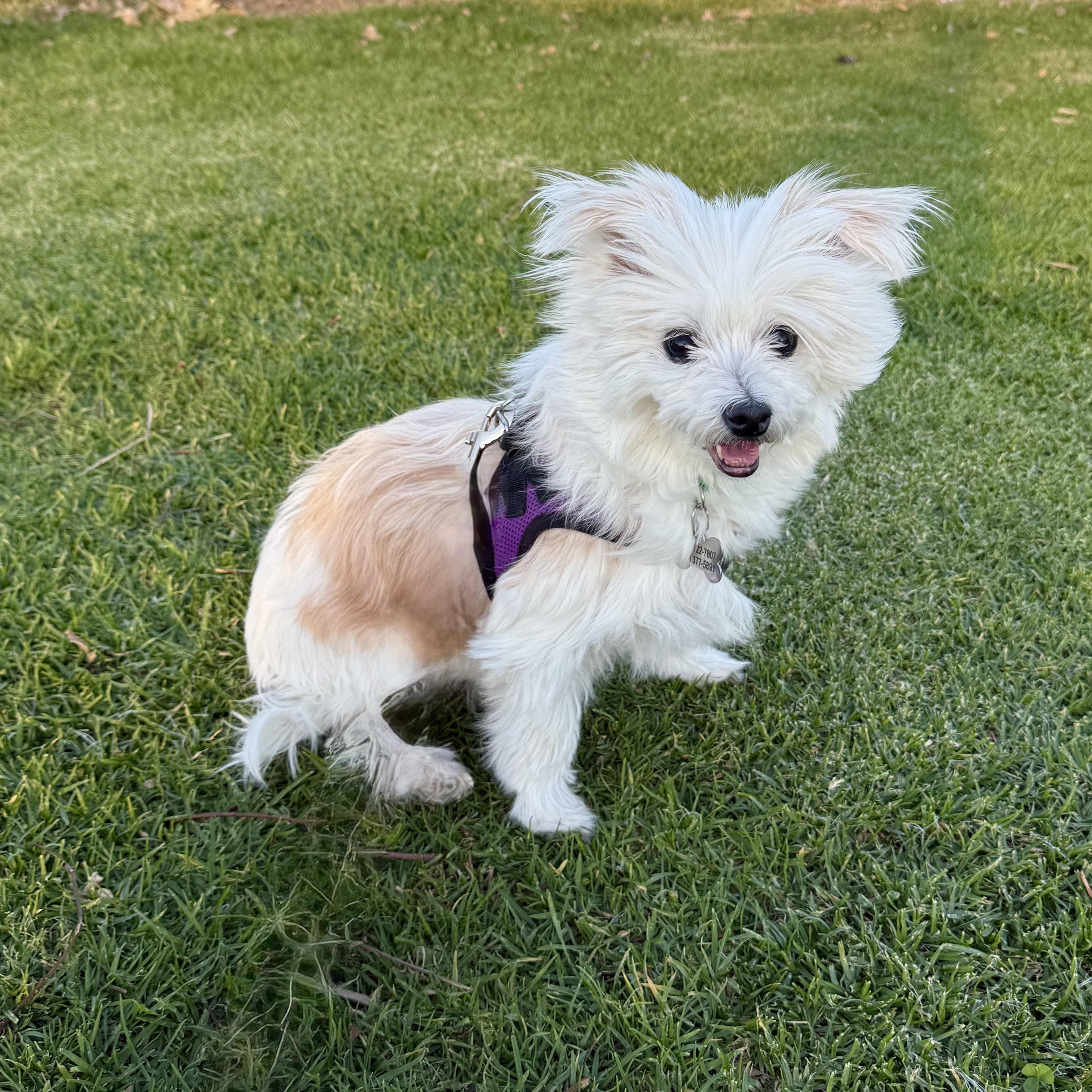 Enlarge Ellie, a ADOPTABLE mixed breed in Orange, CA image 2/6