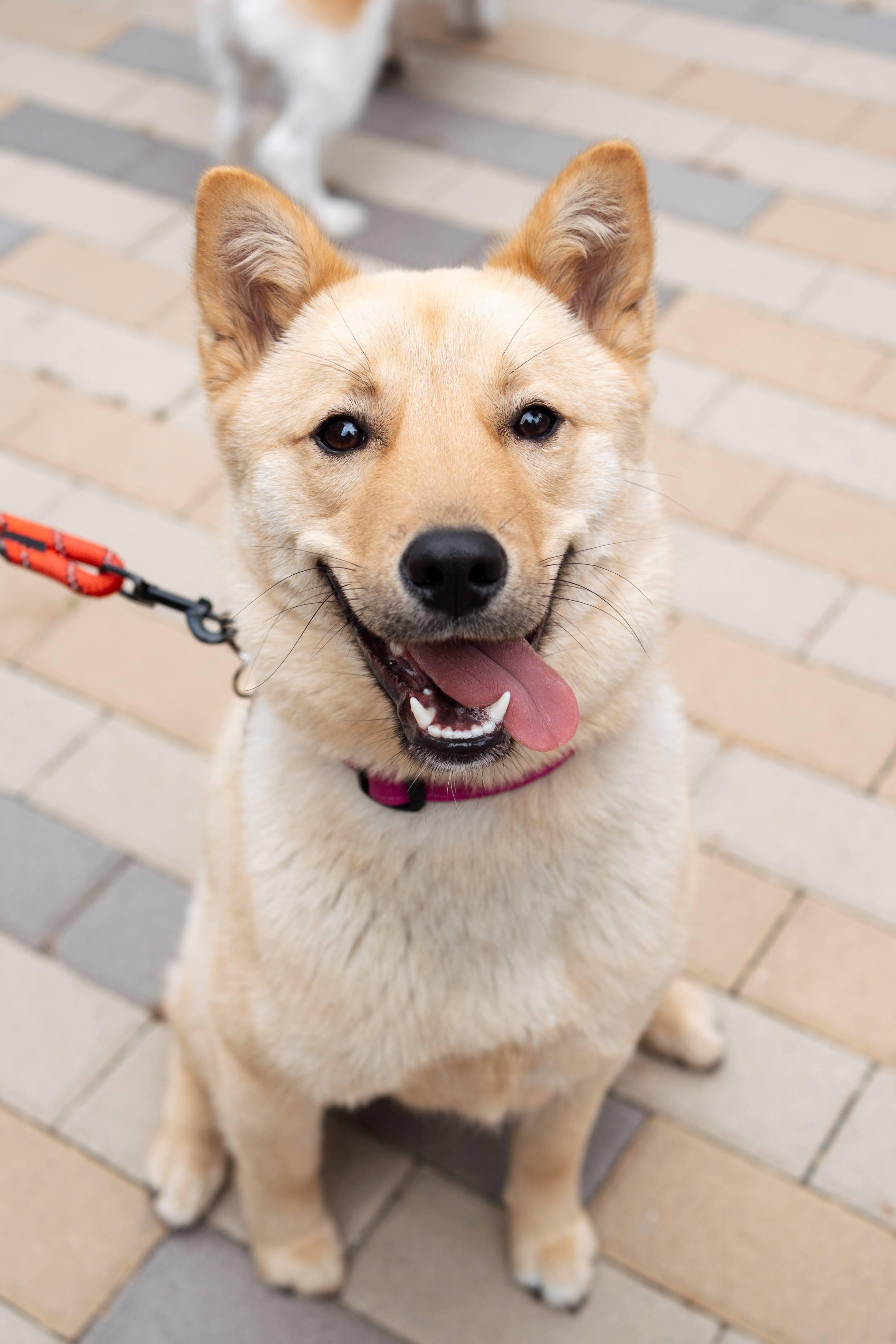 Eebok, ADOPTABLE, Young Female Jindo.