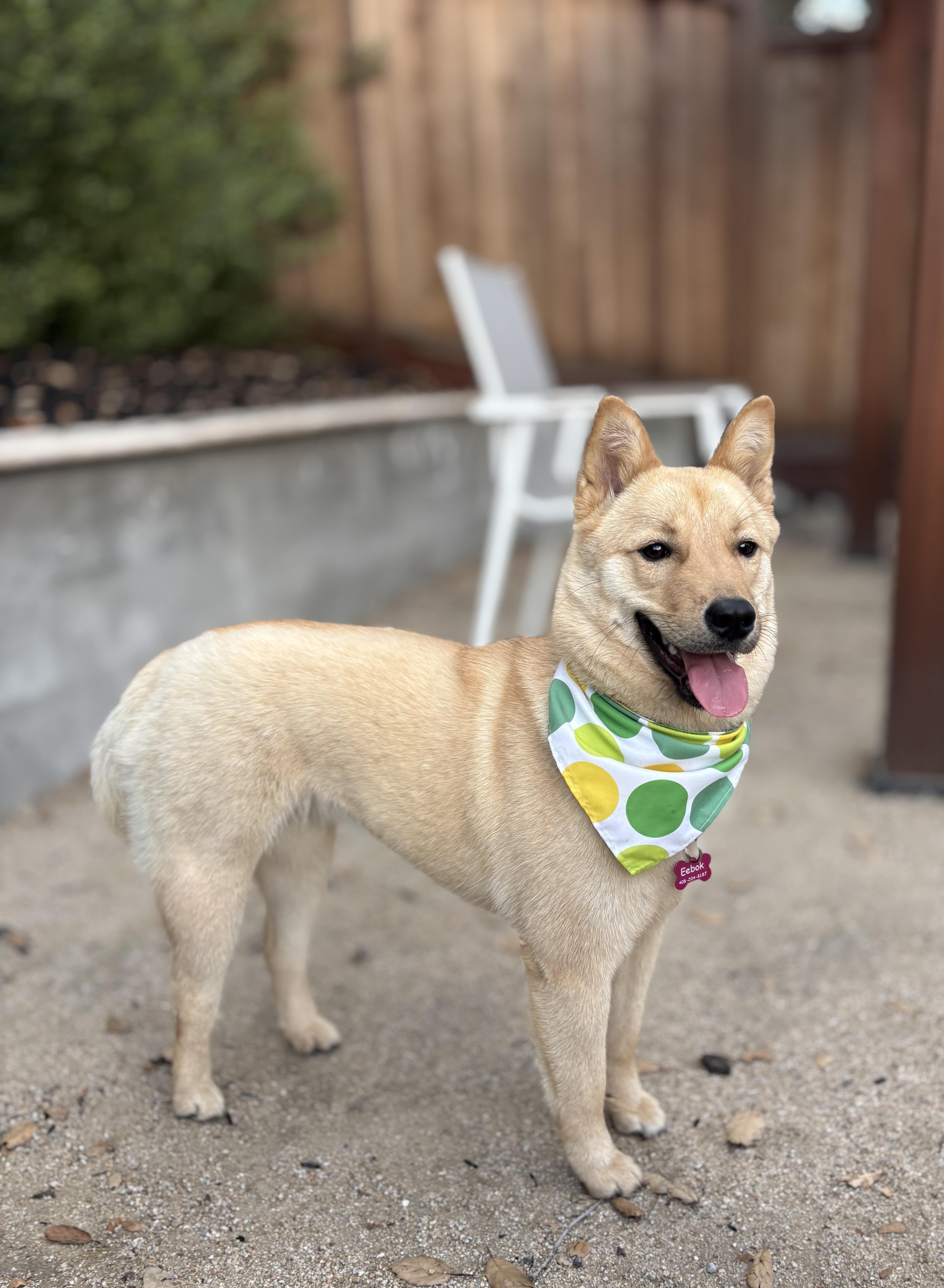 Eebok, ADOPTABLE, Young Female Jindo.