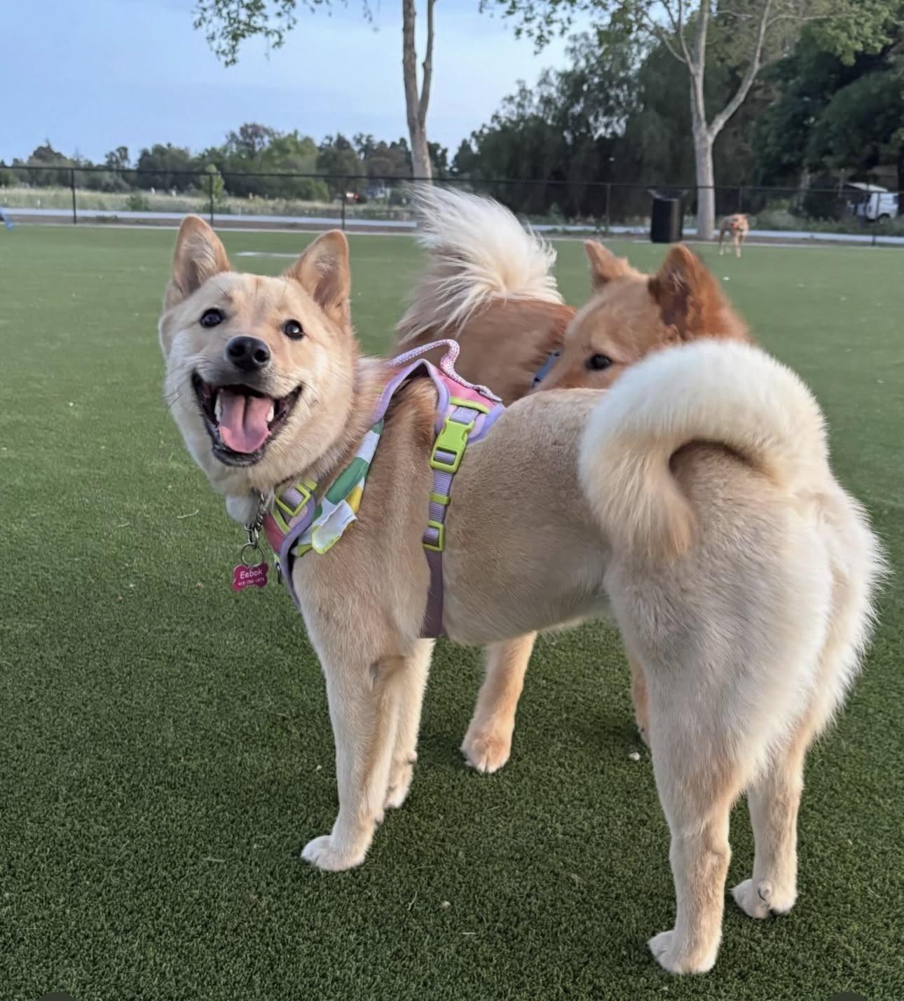 Enlarge Eebok, a ADOPTABLE mixed breed in San Jose, CA image 3/3