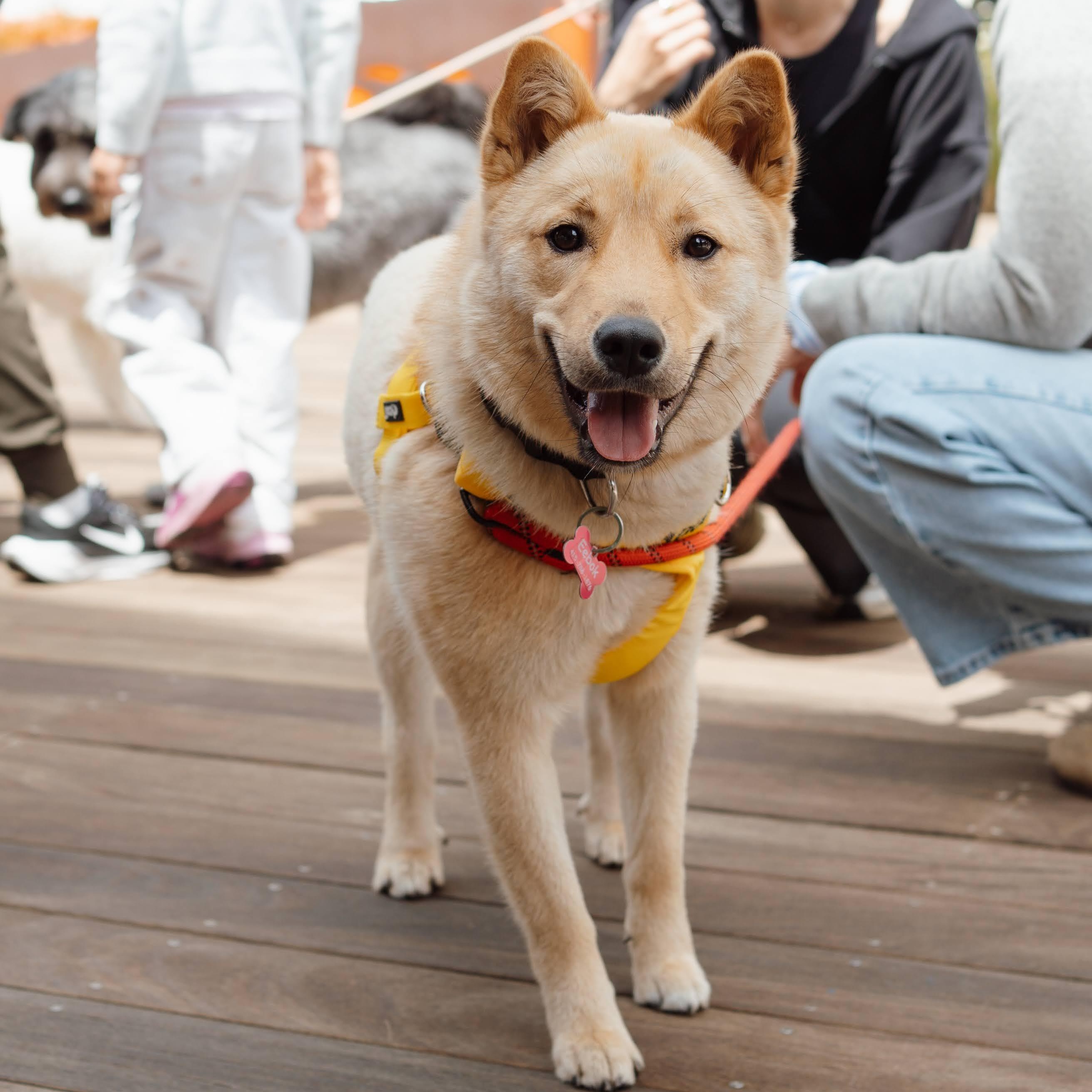 Enlarge Eebok, a ADOPTABLE mixed breed in San Jose, CA image 5/5