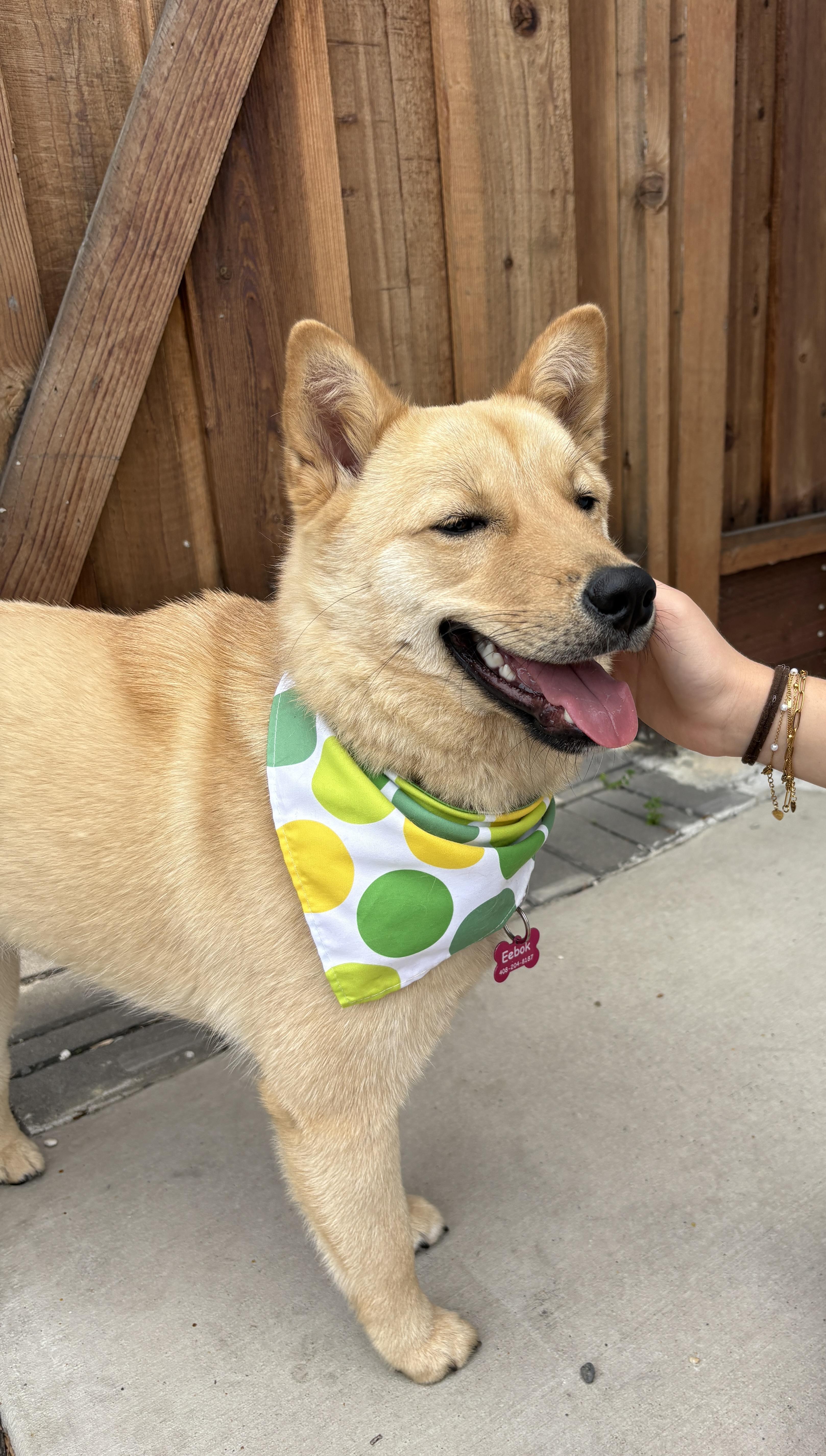 Enlarge Eebok, a ADOPTABLE mixed breed in San Jose, CA image 2/3