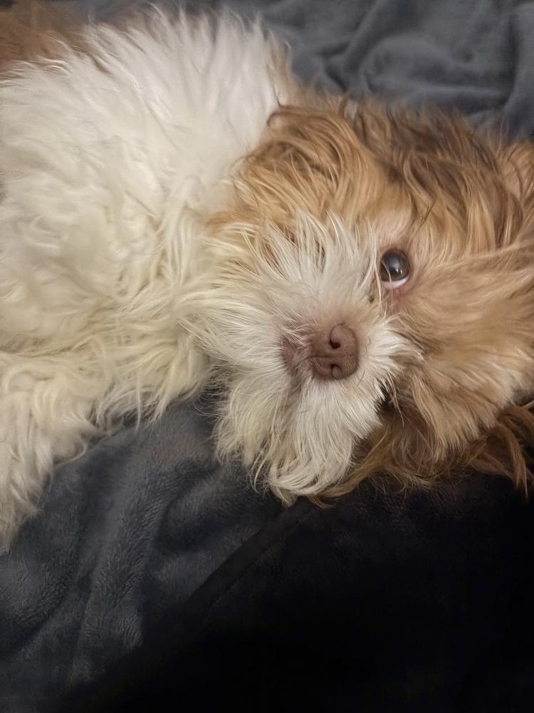 Hazel, Adoptable, Puppy Female Shih Tzu & Bichon Frise.