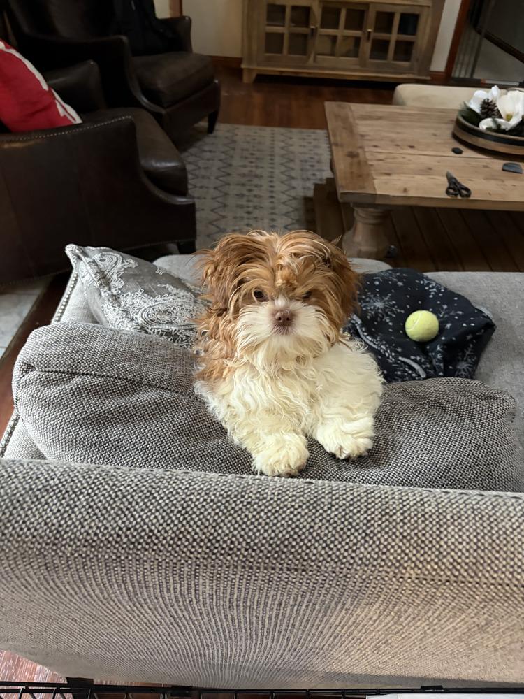 Enlarge Hazel, a Adoptable mixed breed in Loveland, OH image 2/5