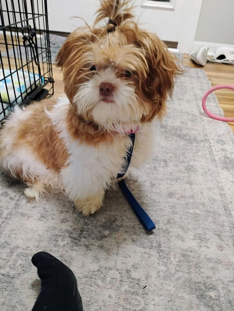 Enlarge Hazel, a Adoptable mixed breed in Loveland, OH image 3/5