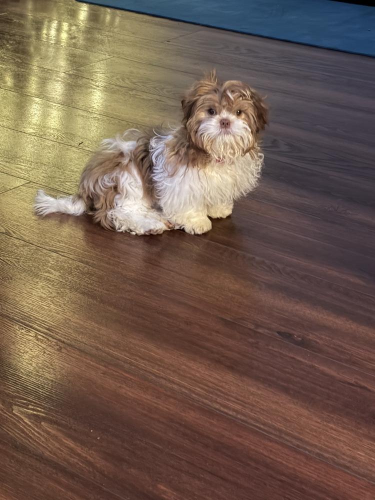 Enlarge Hazel, a Adoptable mixed breed in Loveland, OH image 4/5