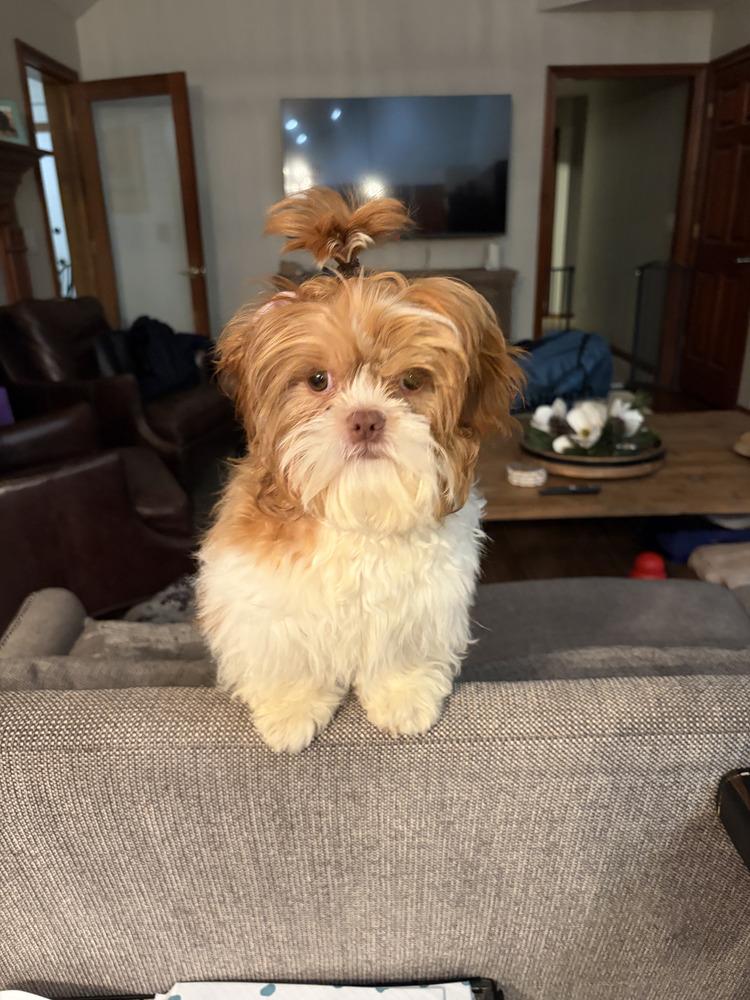 Enlarge Hazel, a Adoptable mixed breed in Loveland, OH image 5/5