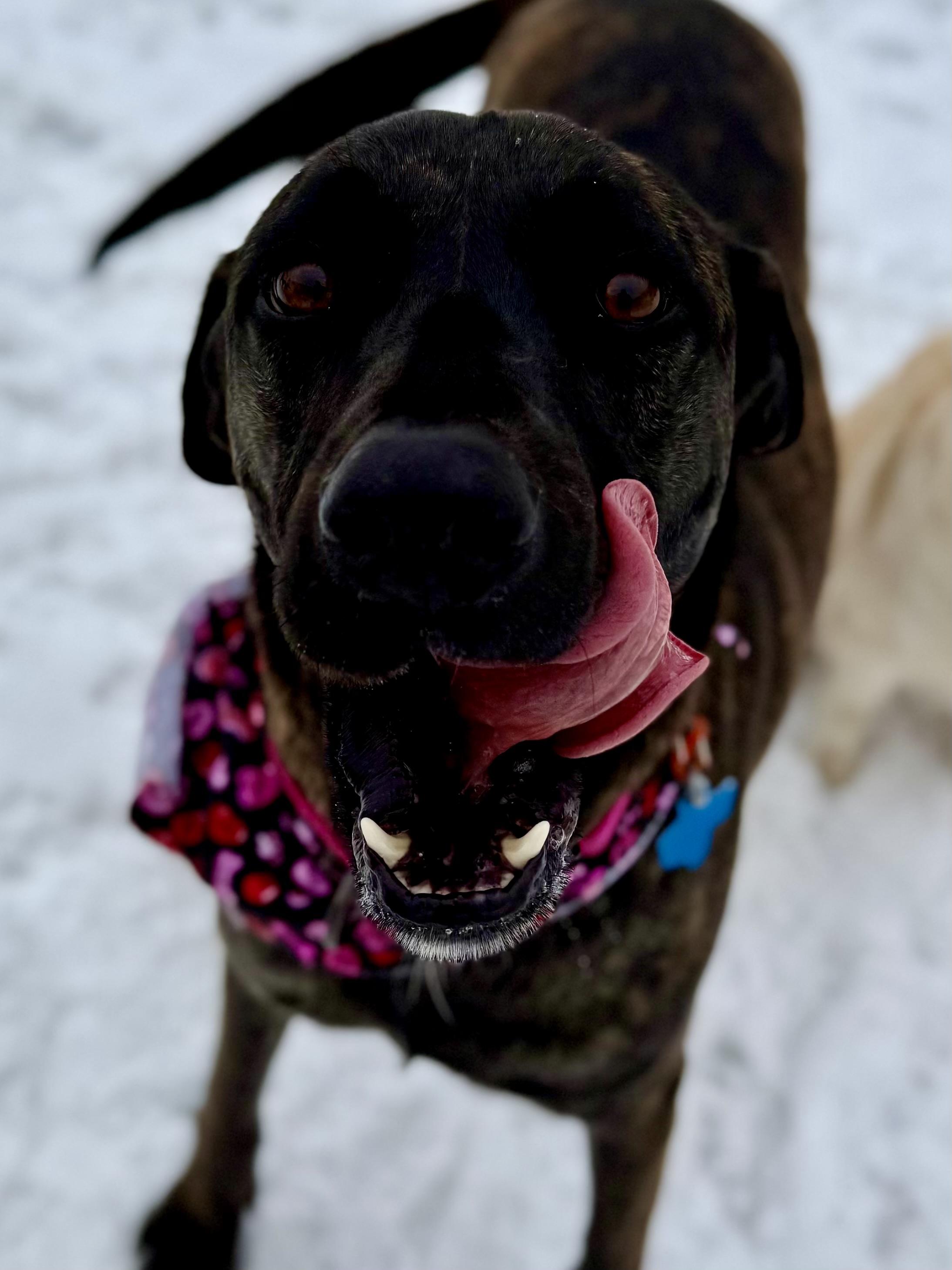 Enlarge Lizzie, an adopted mixed breed in Brookfield, WI image 1/2