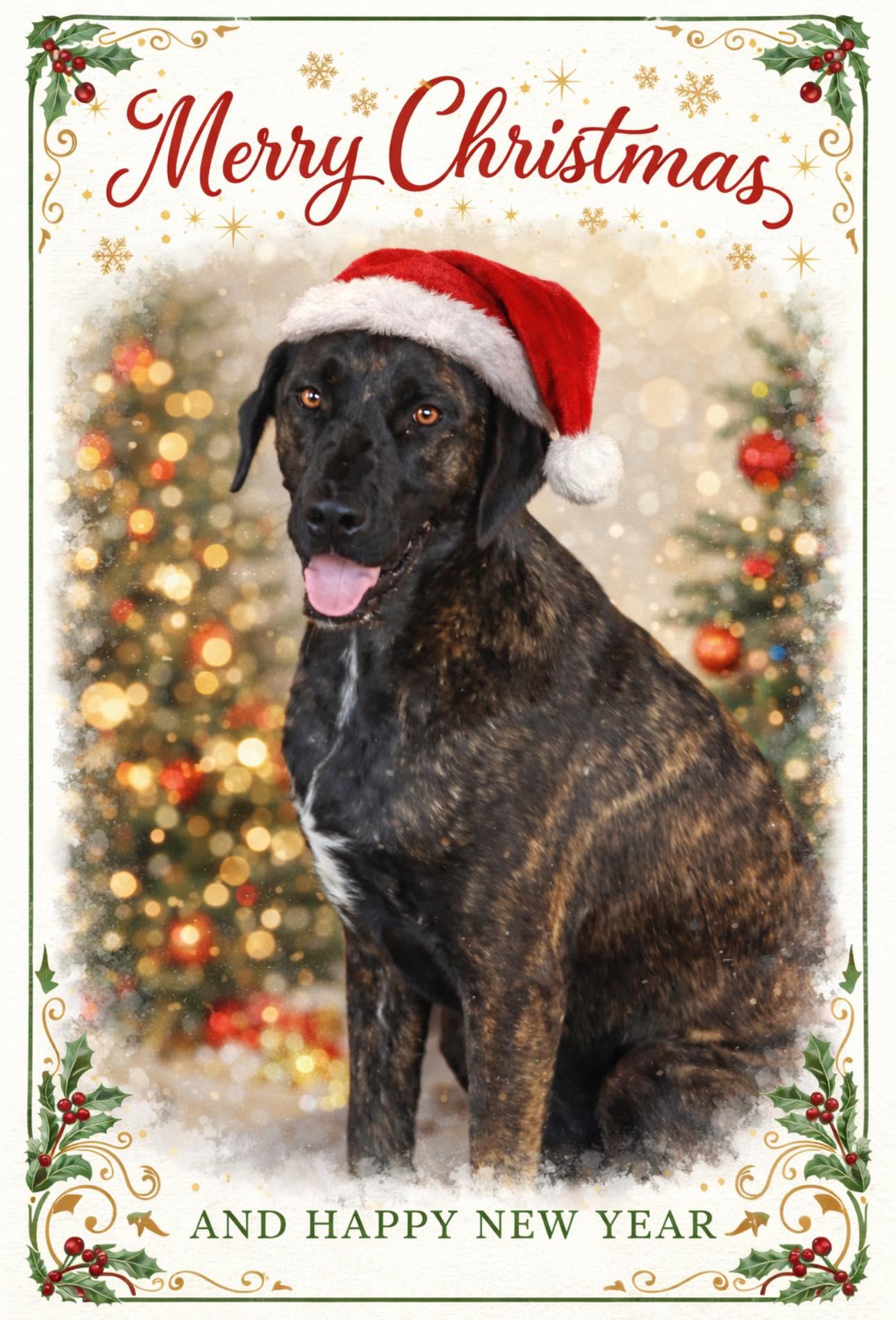 Lizzie, ADOPTABLE, Adult Female Plott Hound & Labrador Retriever.