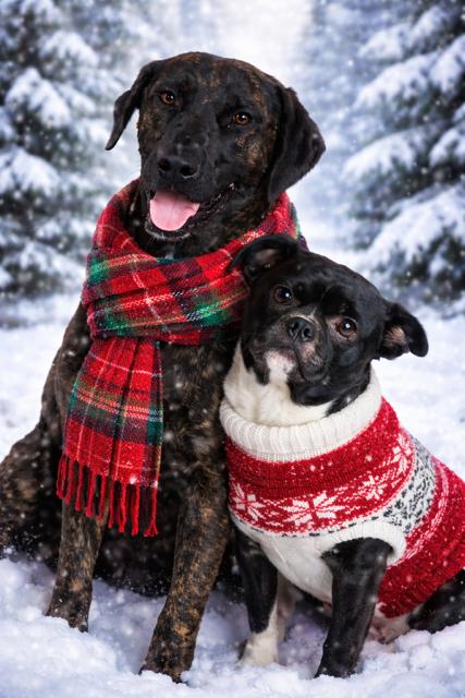 Lizzie, a ADOPTABLE mixed breed in Brookfield, WI image 2/3
