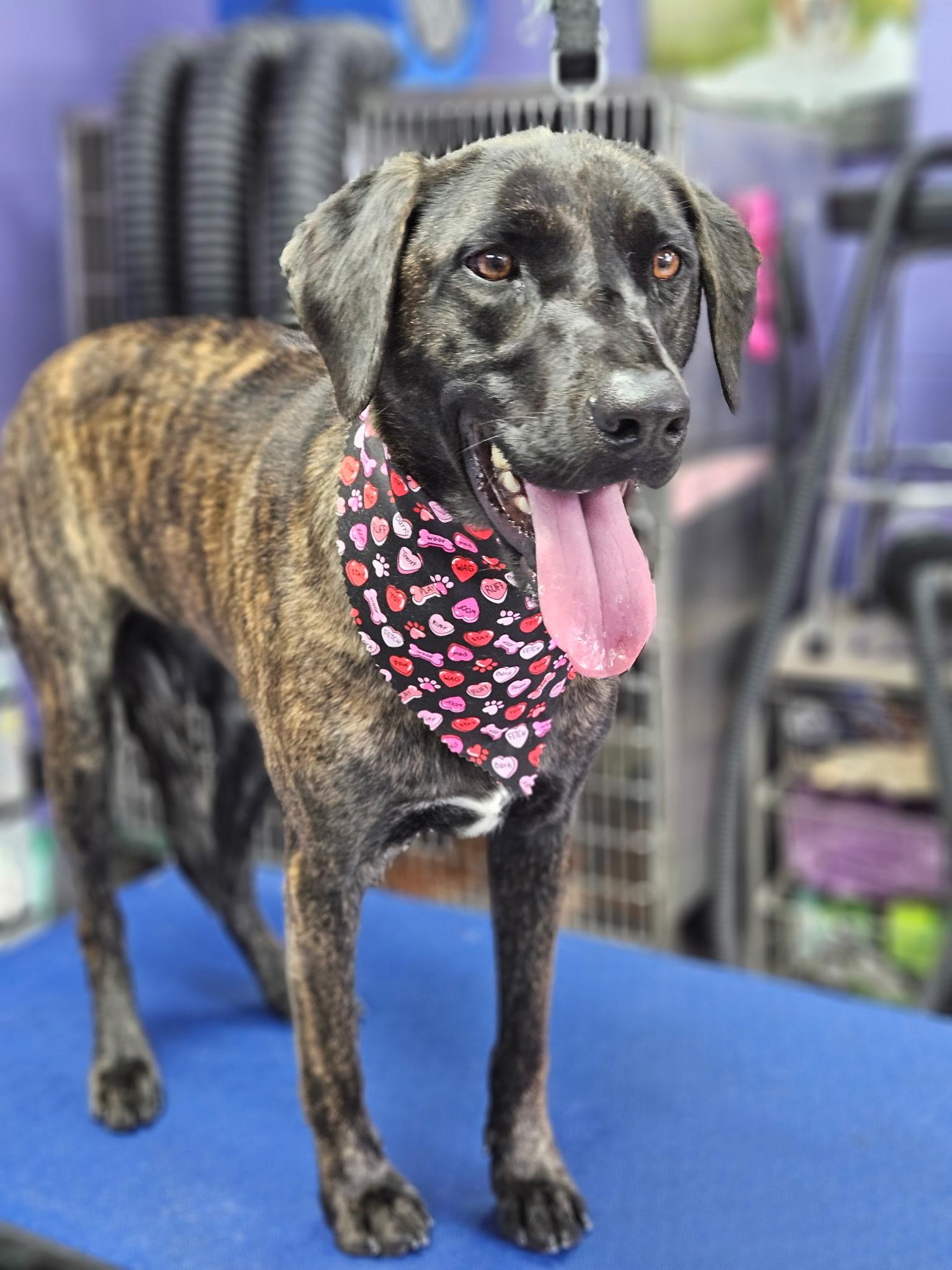 Enlarge Lizzie, an adopted mixed breed in Brookfield, WI image 2/2