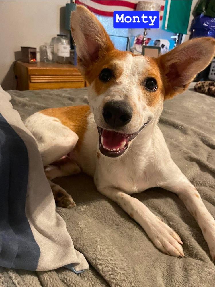 LH  Monty, Adoptable, Adult Male Australian Cattle Dog / Blue Heeler & Mixed Breed.