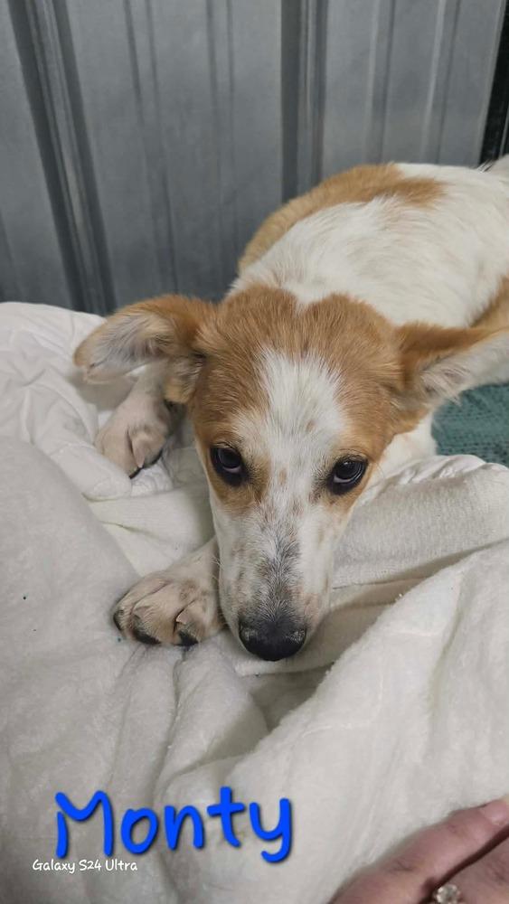 LH Monty, a Adoptable mixed breed in Warrenton, MO image 2/2